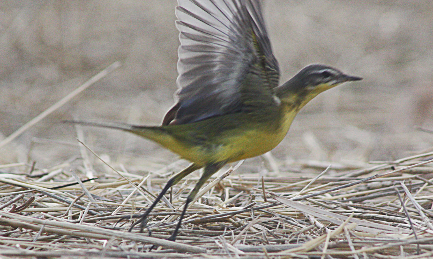 Sarı kuyruksallayan