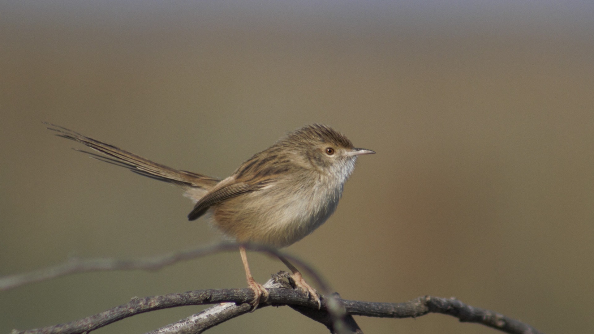 Dikkuyruklu ötleğen » Delicate prinia » Prinia lepida