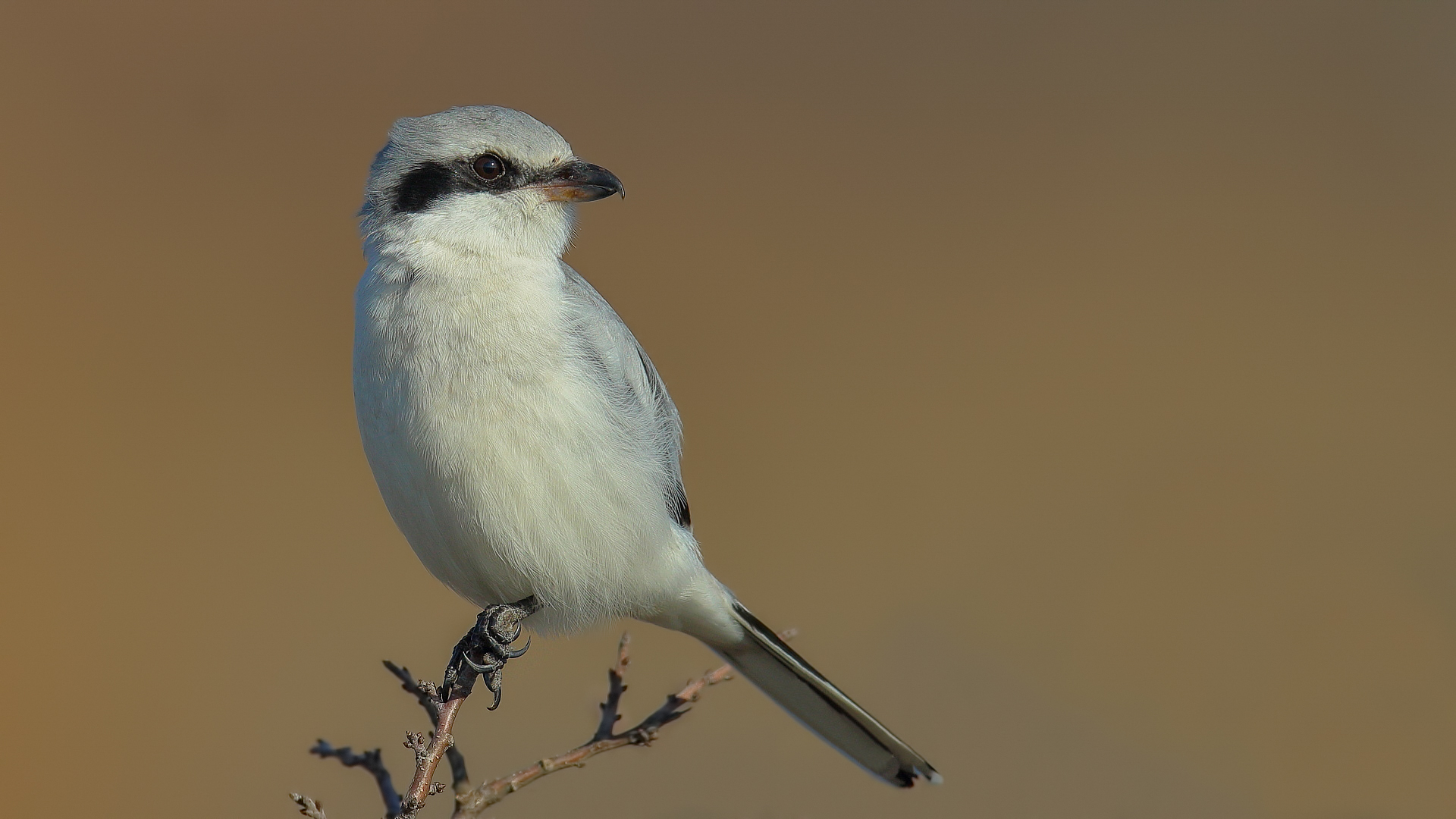 Büyük örümcekkuşu
