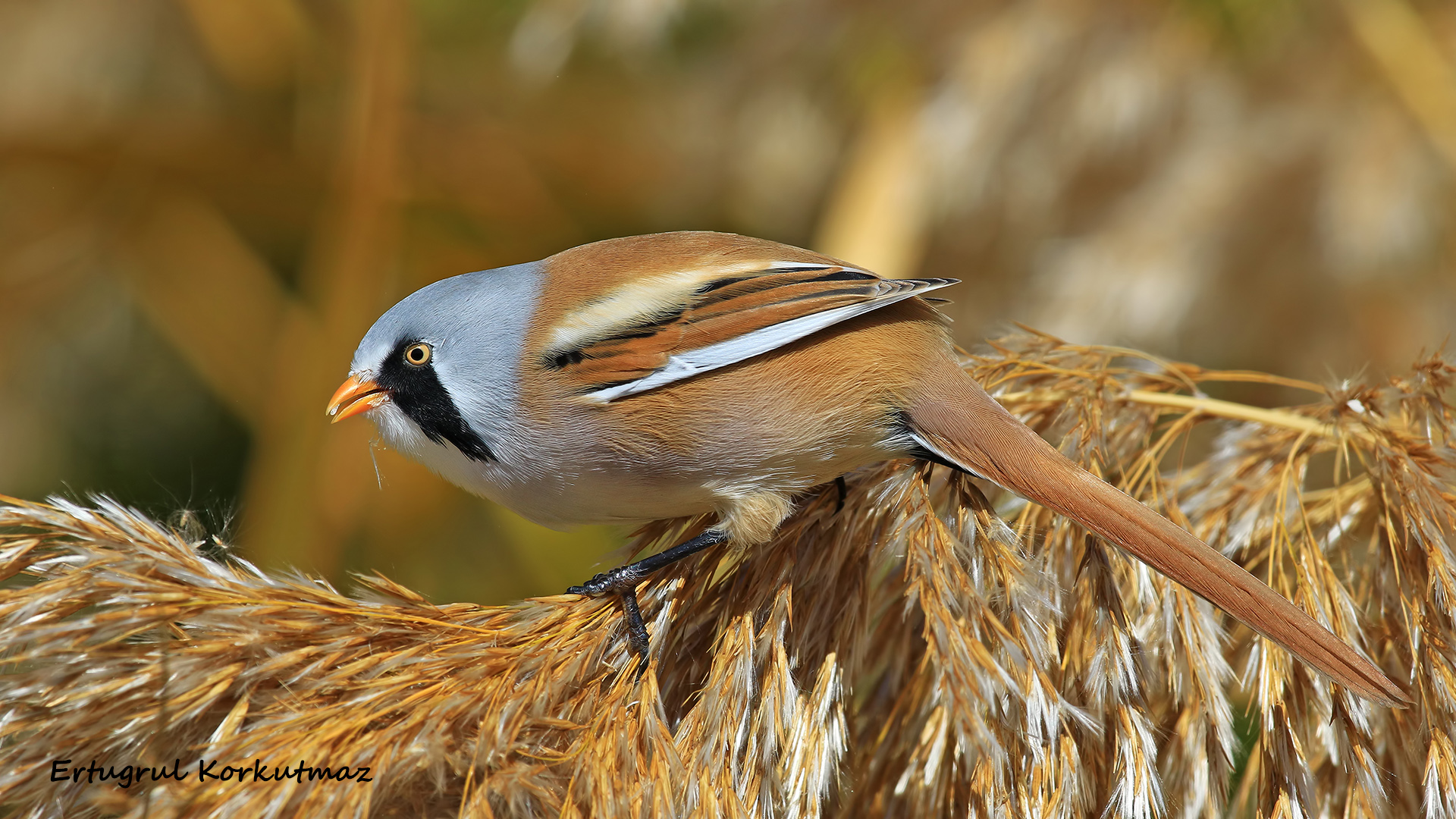 Bıyıklı baştankara