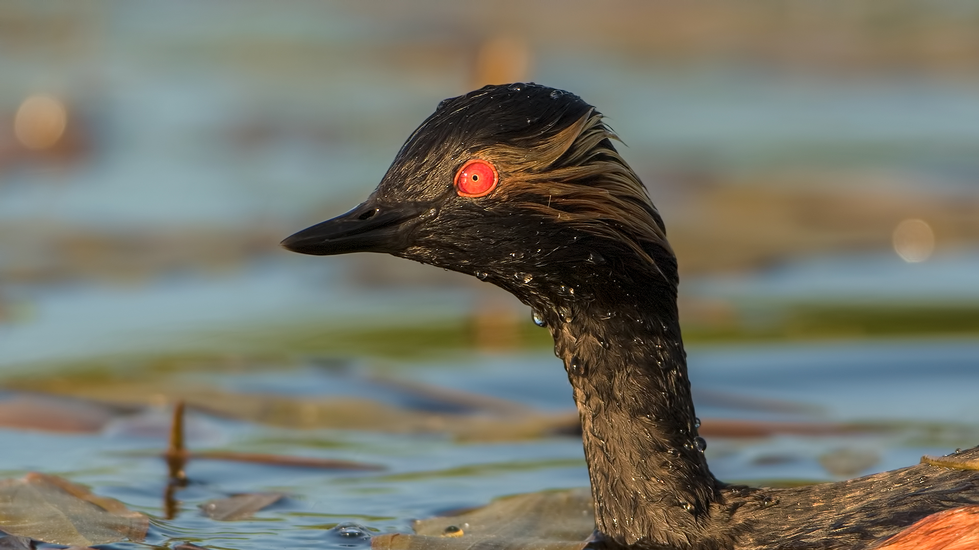 Karaboyunlu batağan