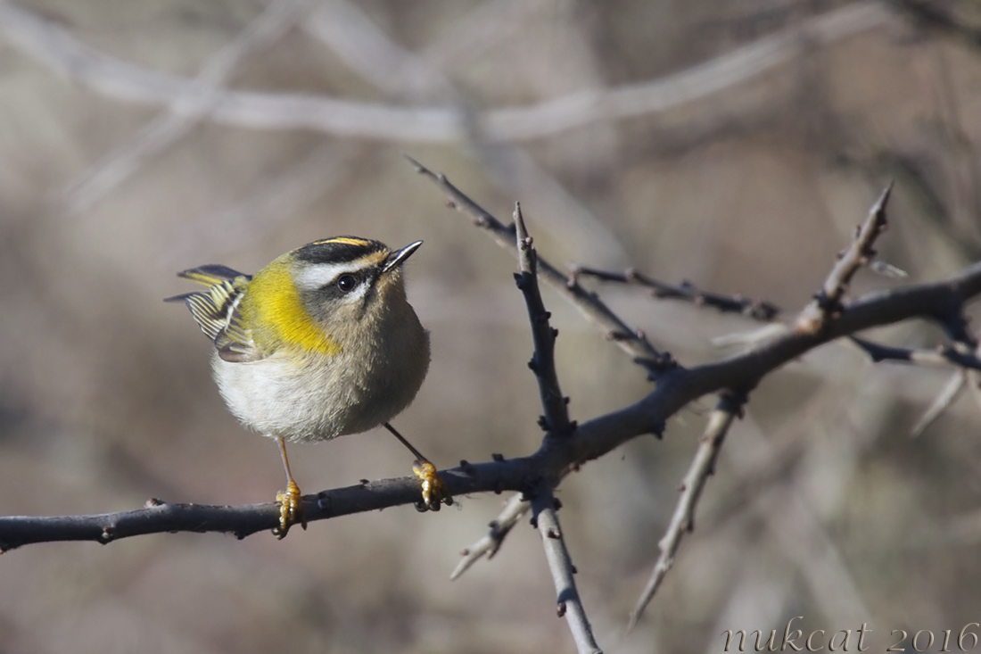 Sürmeli çalıkuşu