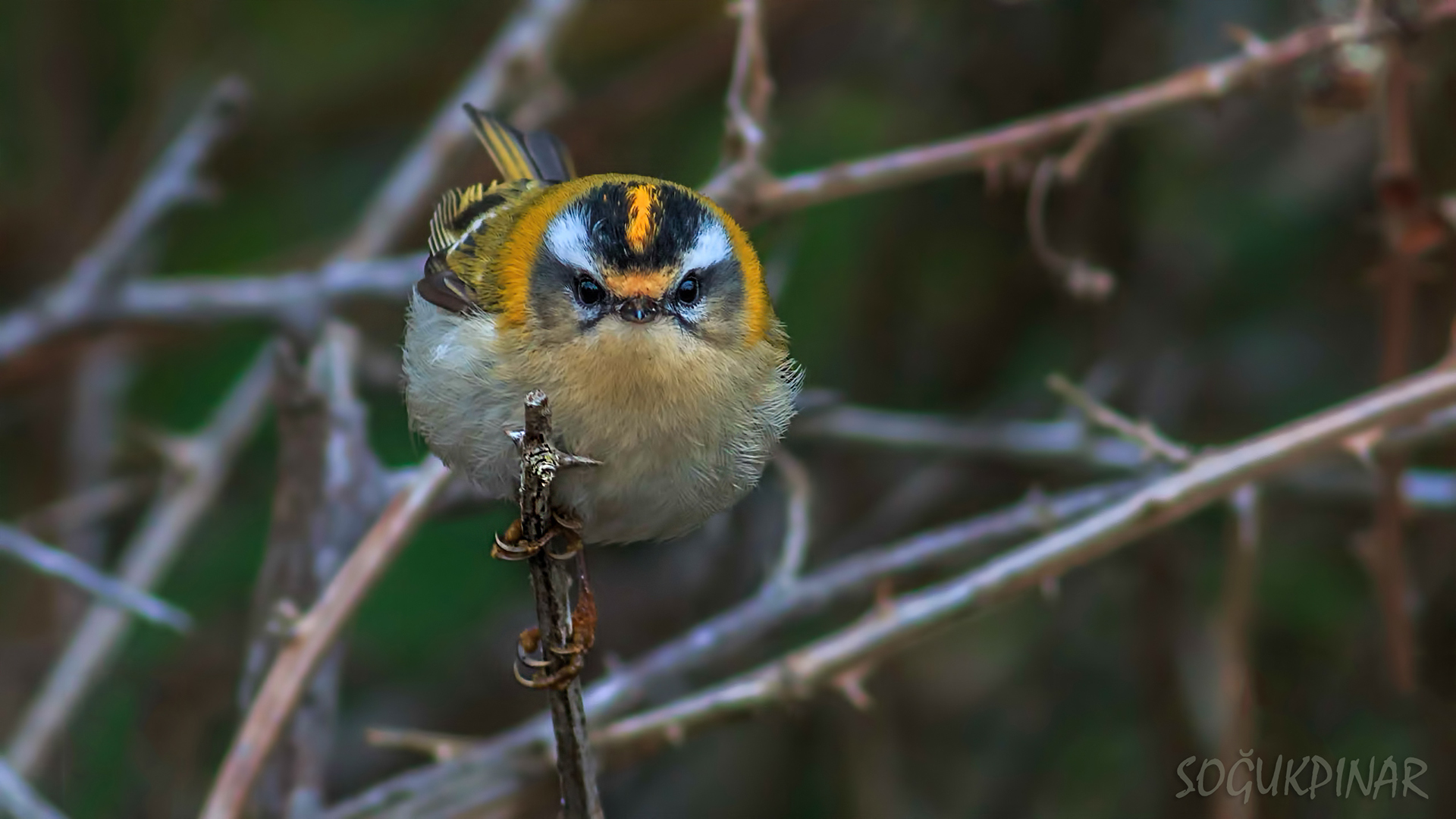 Sürmeli çalıkuşu