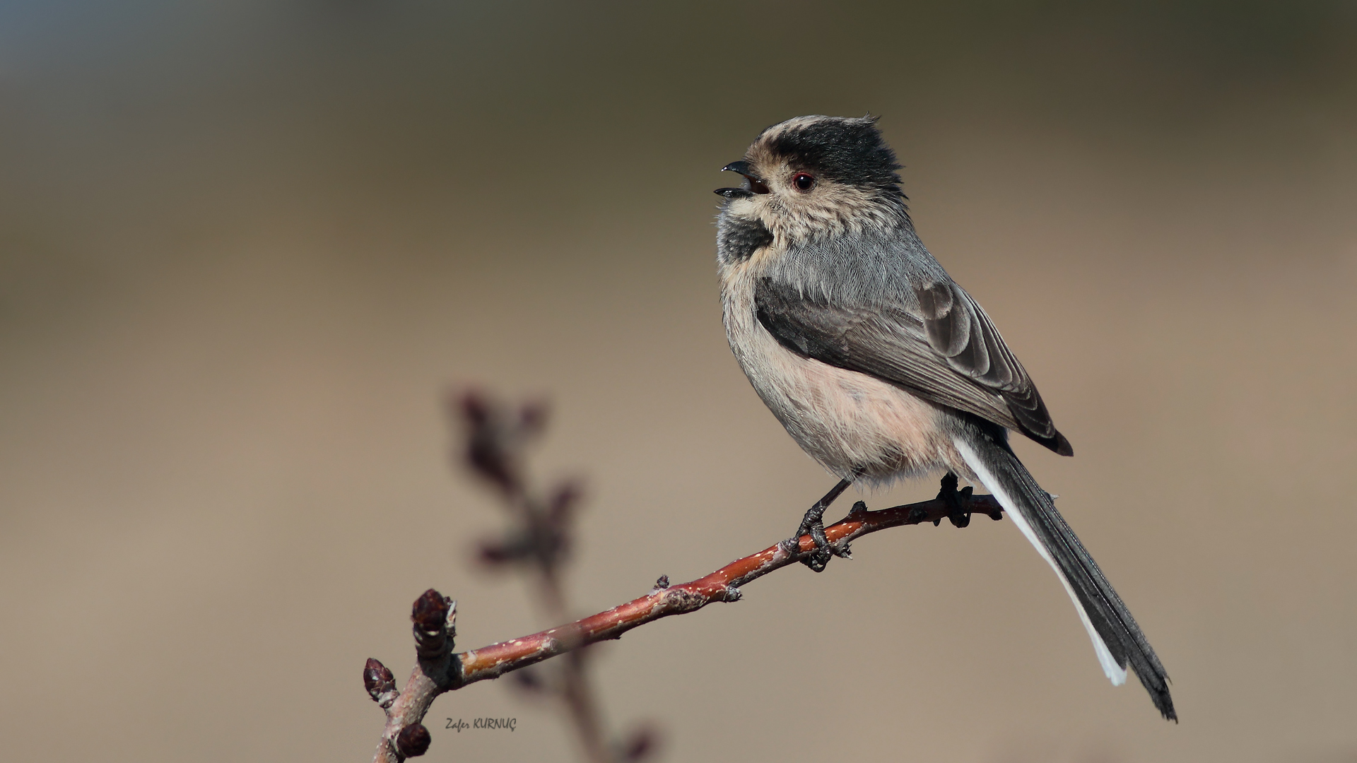 Uzunkuyruklu baştankara