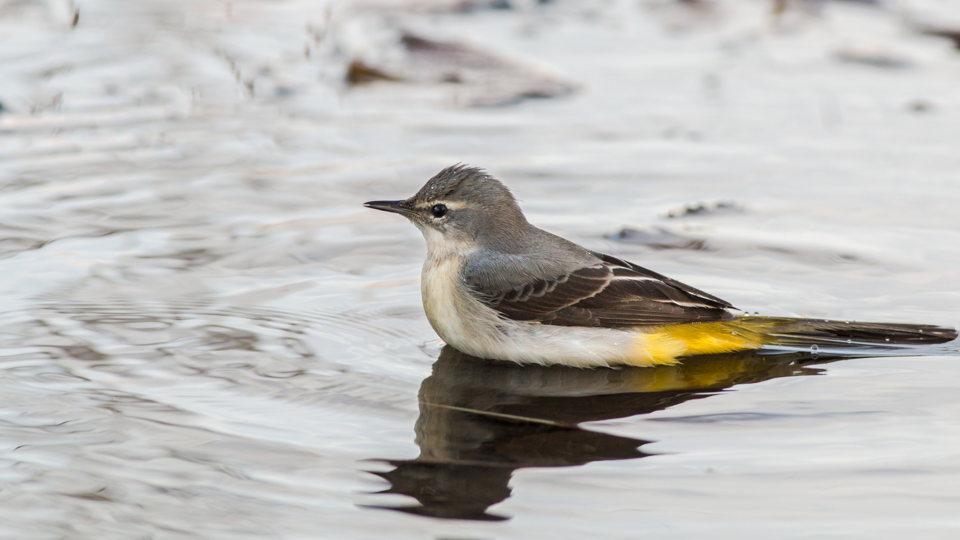 Dağ kuyruksallayanı