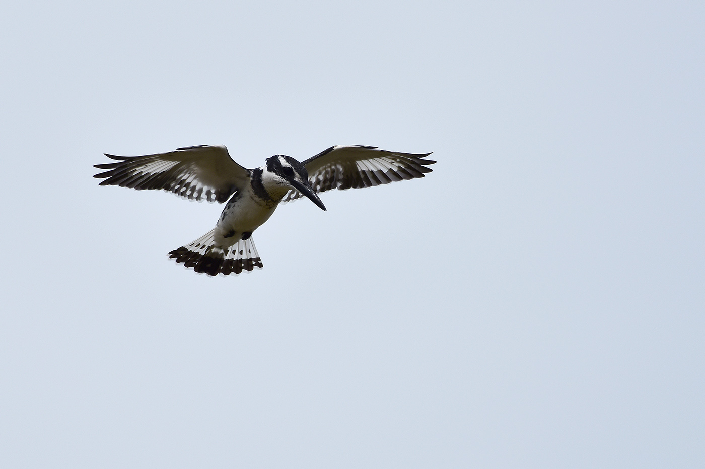 Alaca yalıçapkını