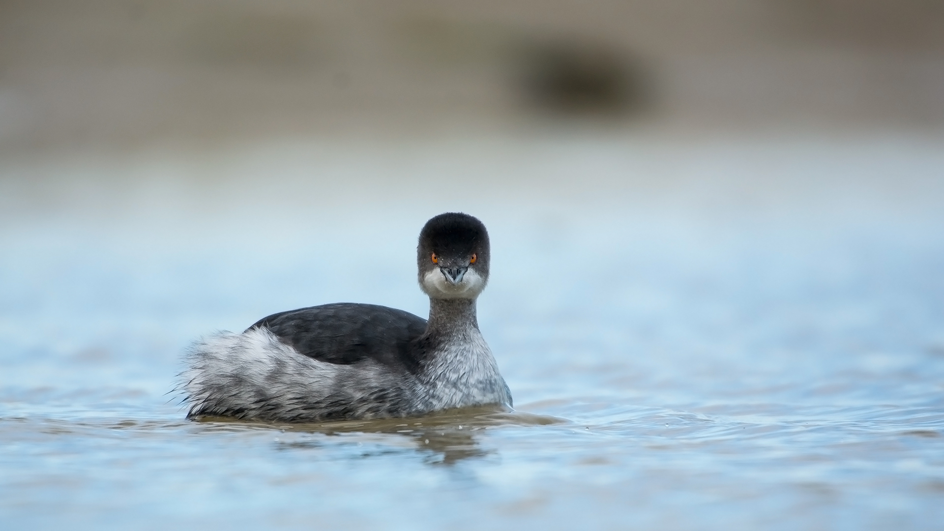 Karaboyunlu batağan