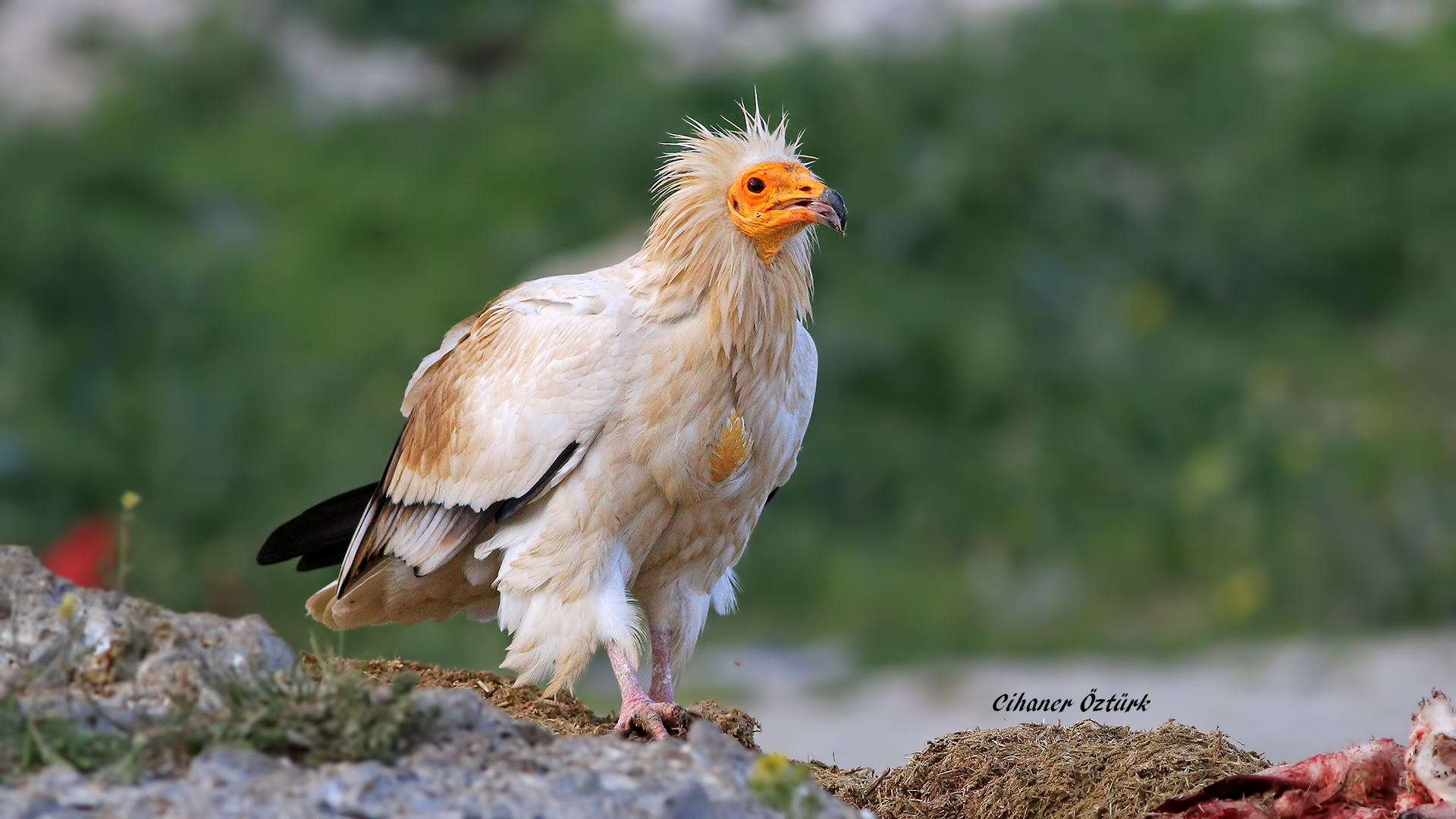 Küçük akbaba » Egyptian Vulture » Neophron percnopterus