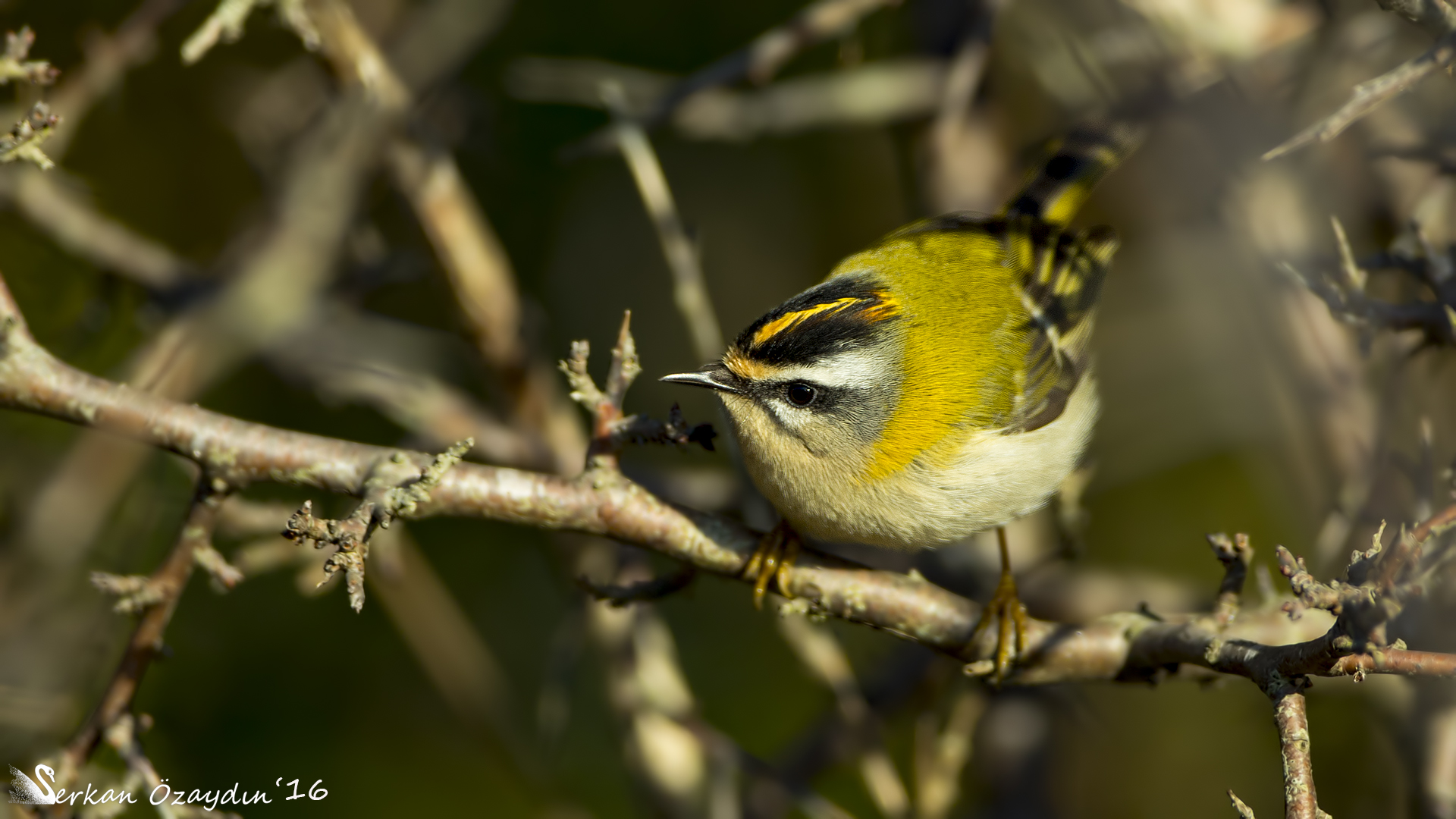 Sürmeli çalıkuşu