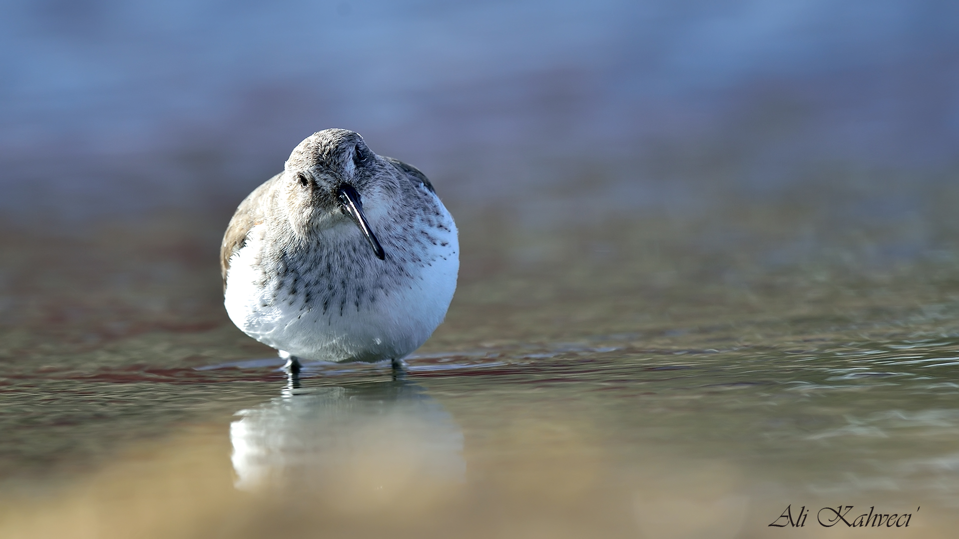 Karakarınlı kumkuşu