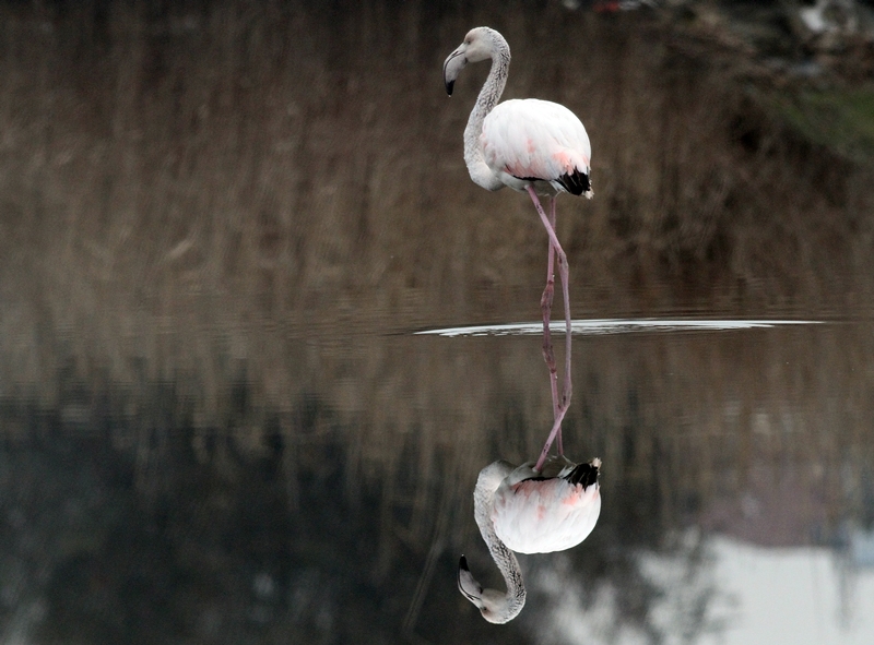 Flamingo