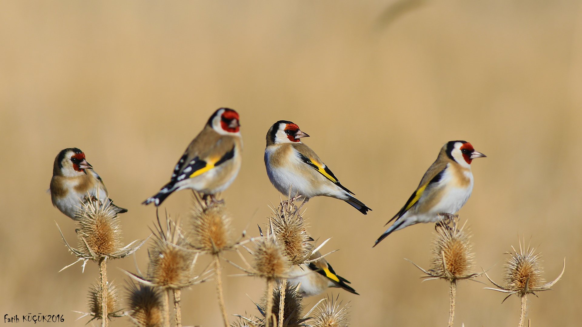 Saka » European Goldfinch » Carduelis carduelis