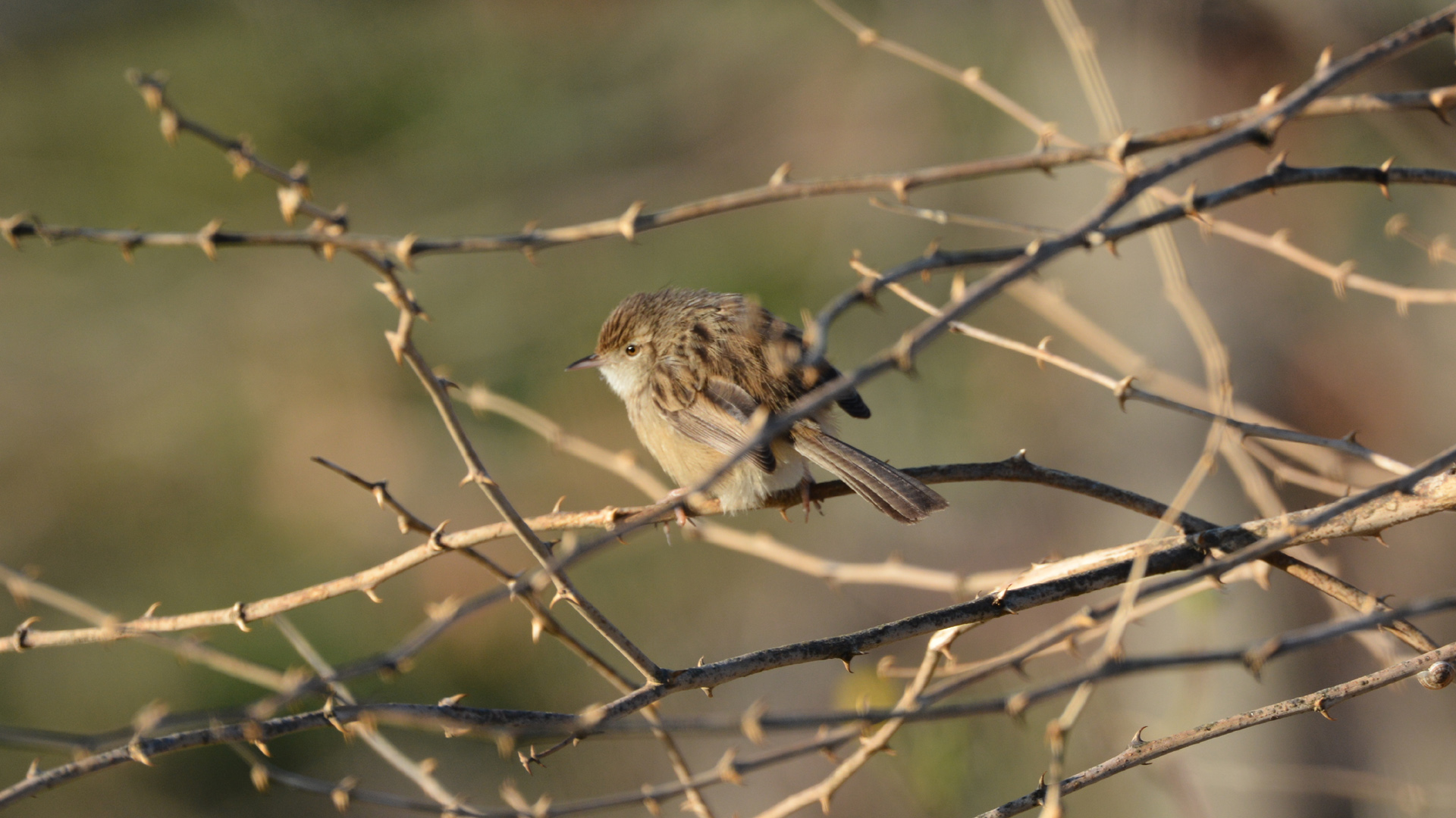 Dikkuyruklu ötleğen » Delicate prinia » Prinia lepida