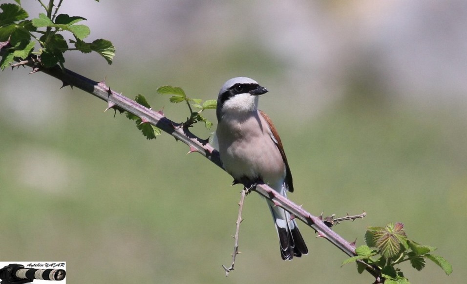 Kızılsırtlı örümcekkuşu
