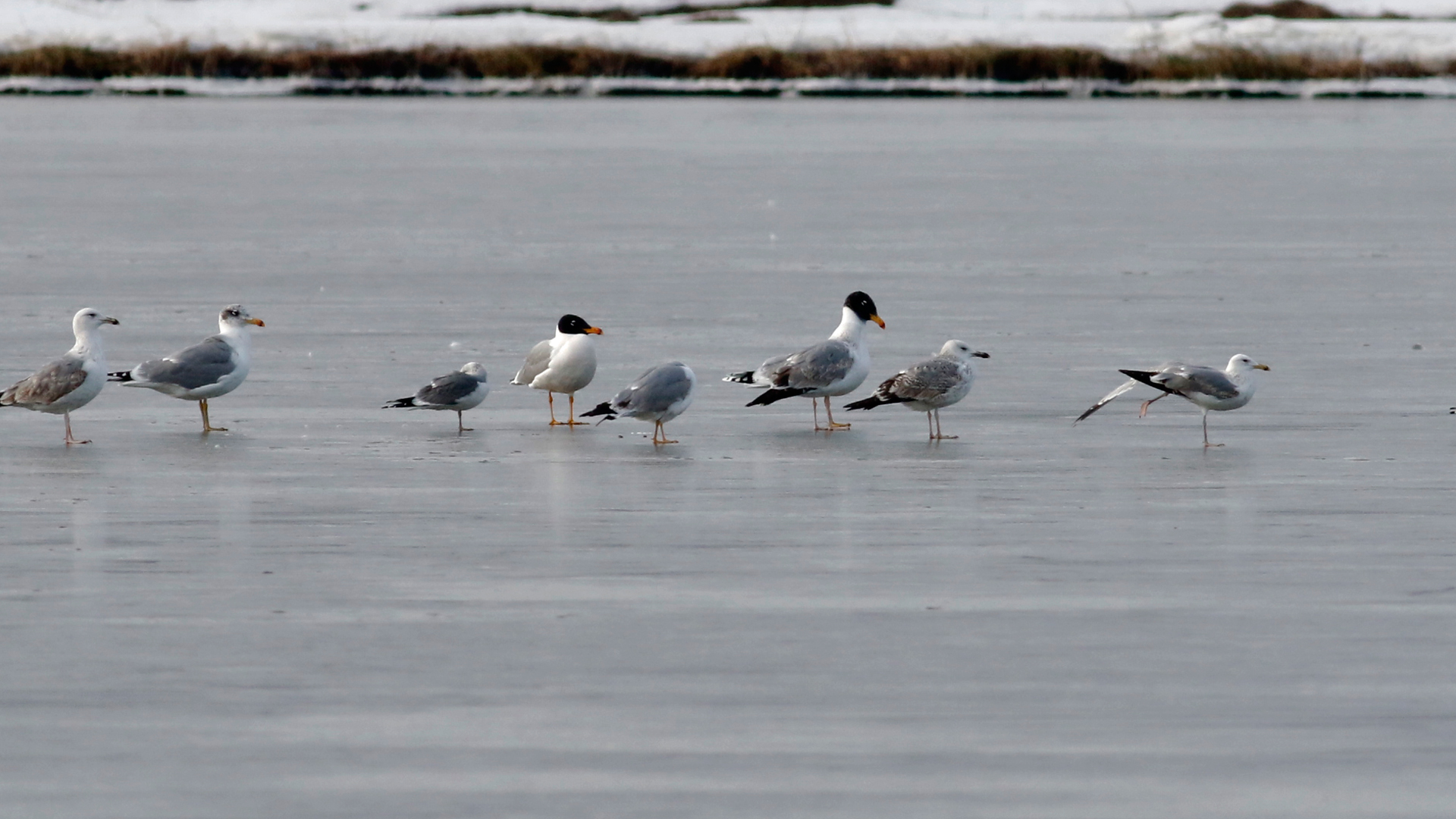 Büyük karabaş martı » Pallas`s Gull » Ichthyaetus ichthyaetus