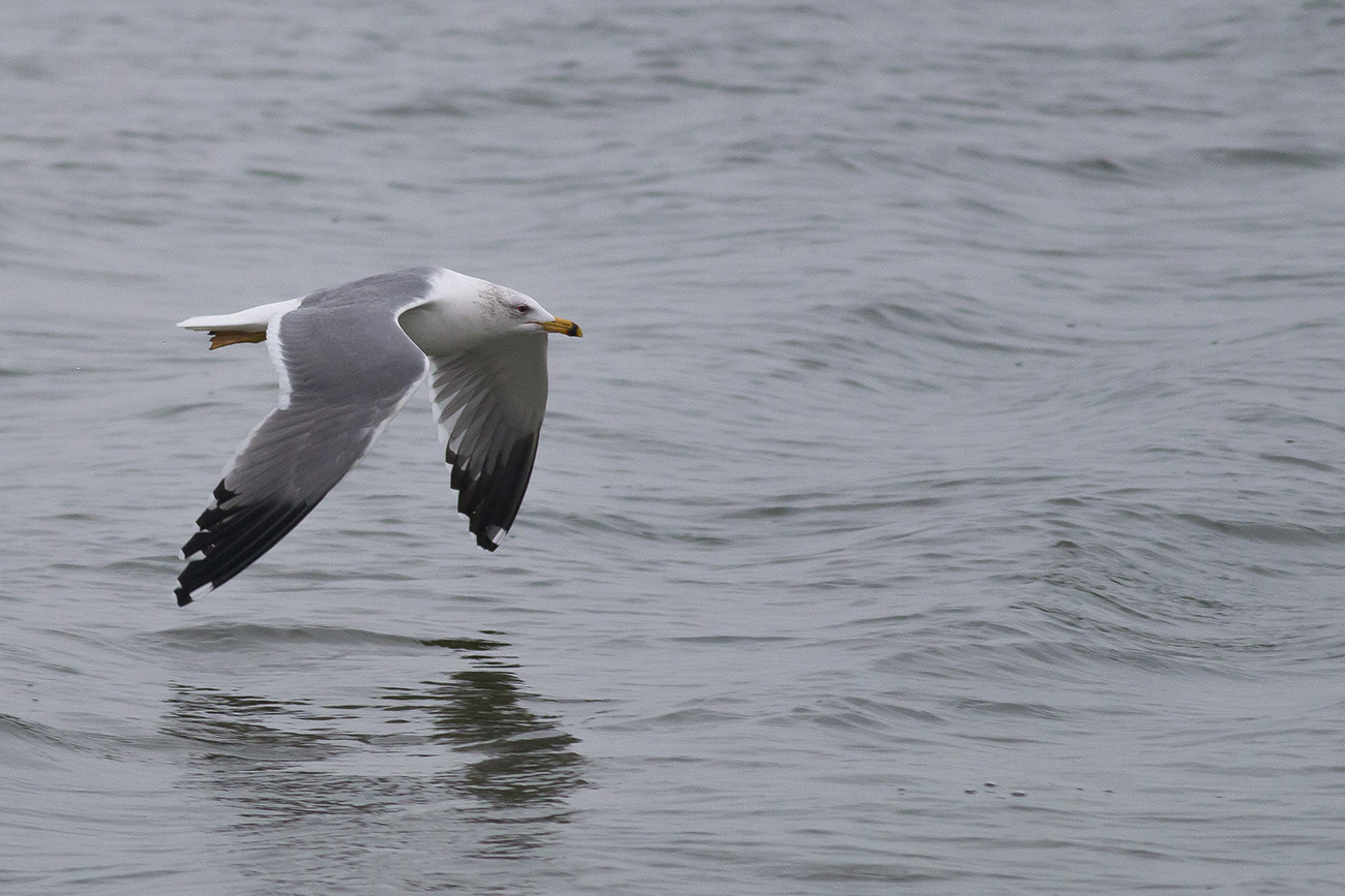Van gölü martısı