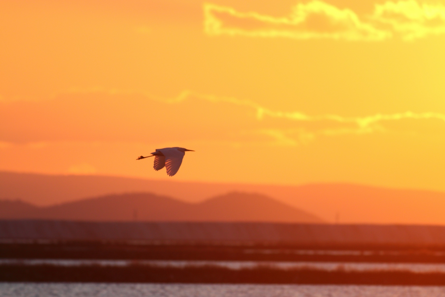 Büyük ak balıkçıl