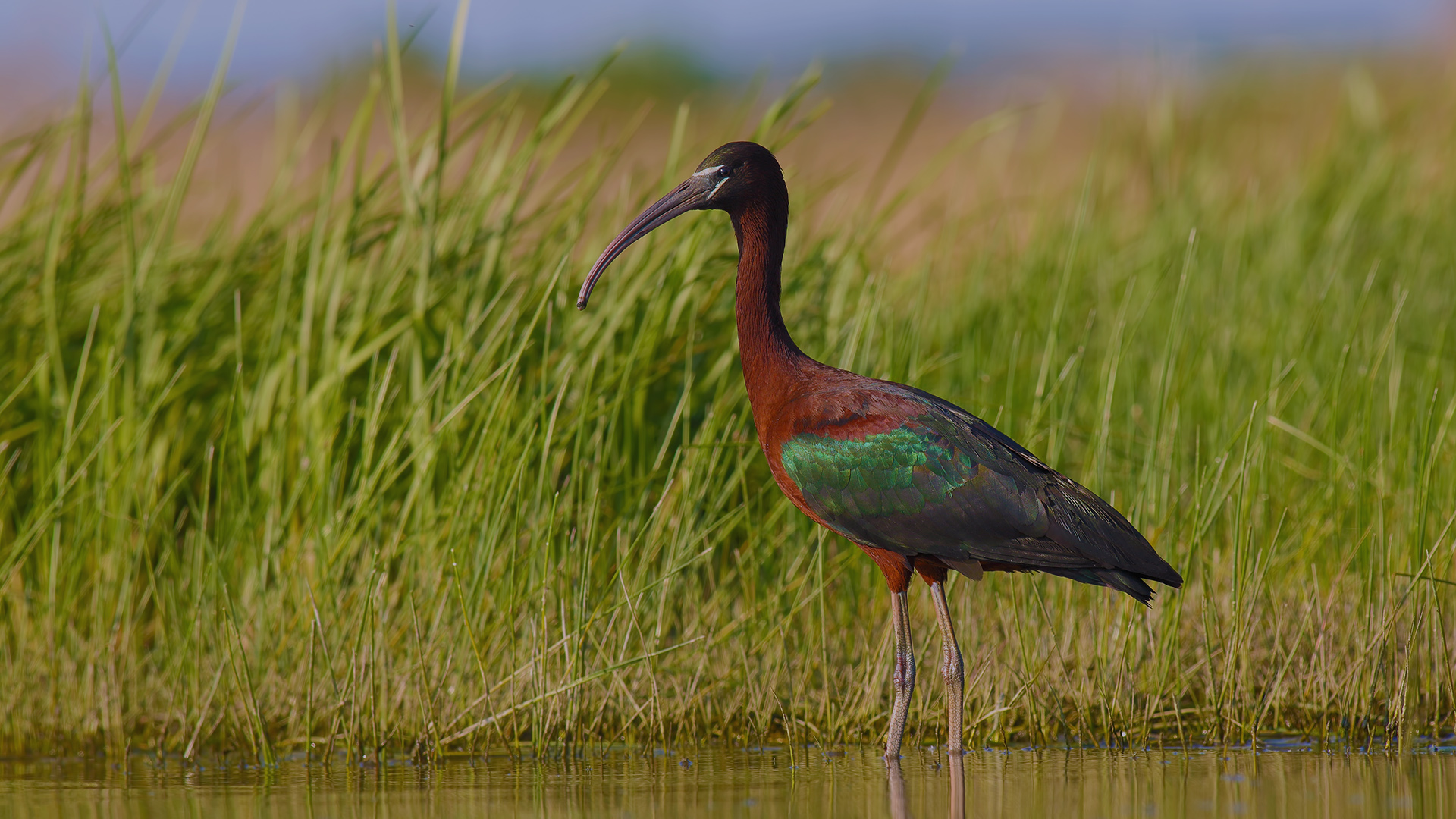 Çeltikçi » Glossy Ibis » Plegadis falcinellus