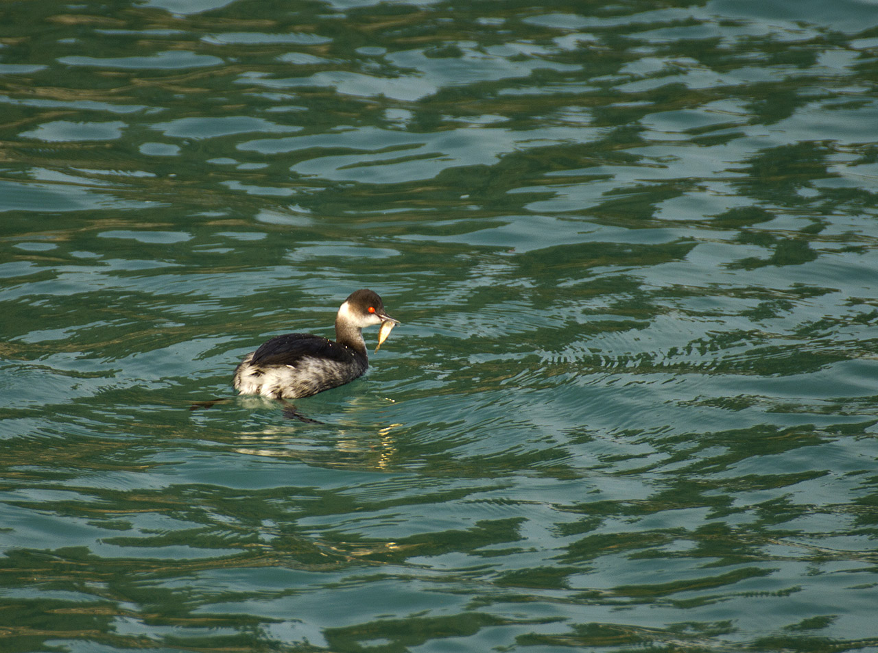 Karaboyunlu batağan