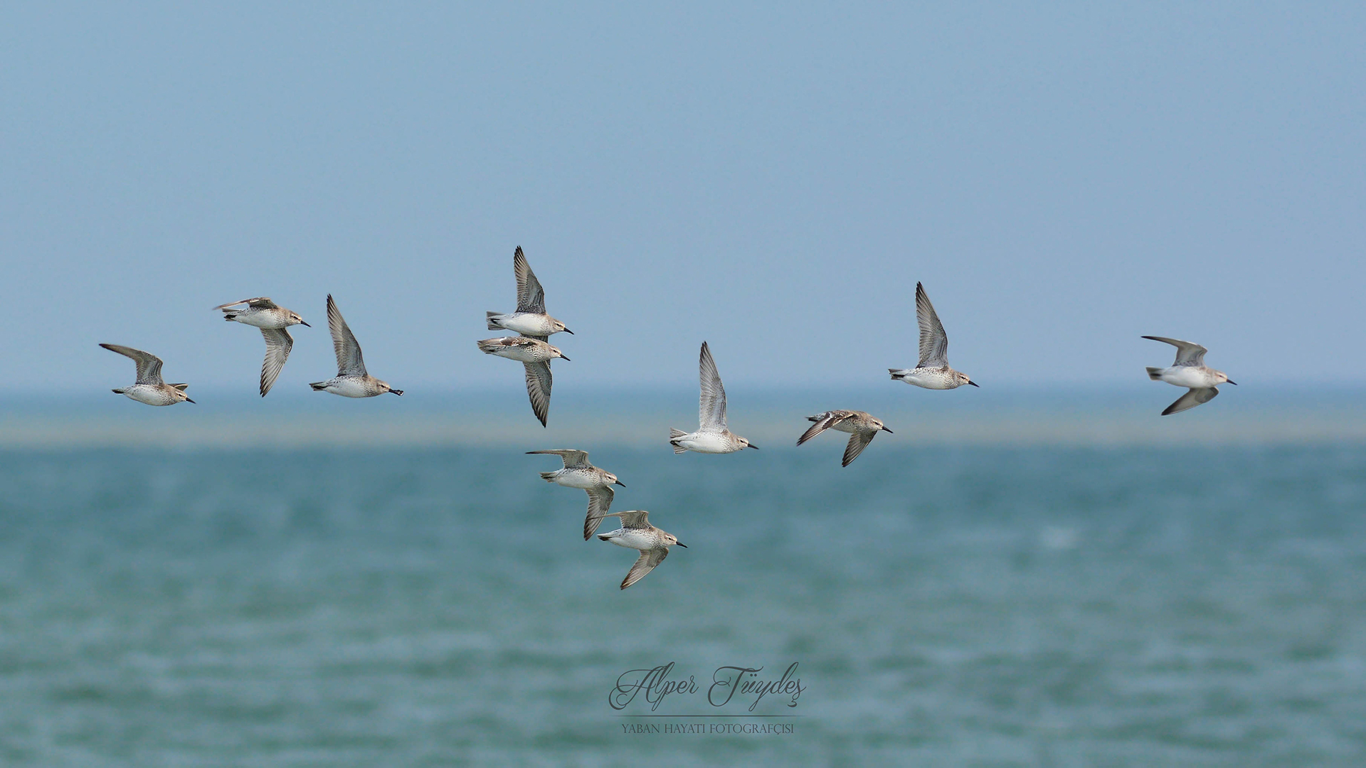 Büyük kumkuşu » Red Knot » Calidris canutus