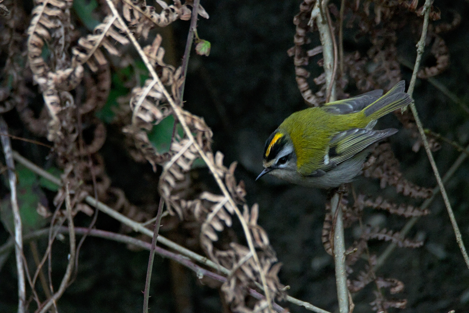 Sürmeli çalıkuşu