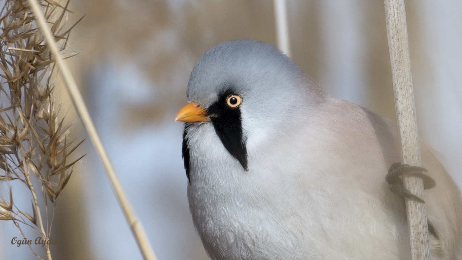 Bıyıklı baştankara