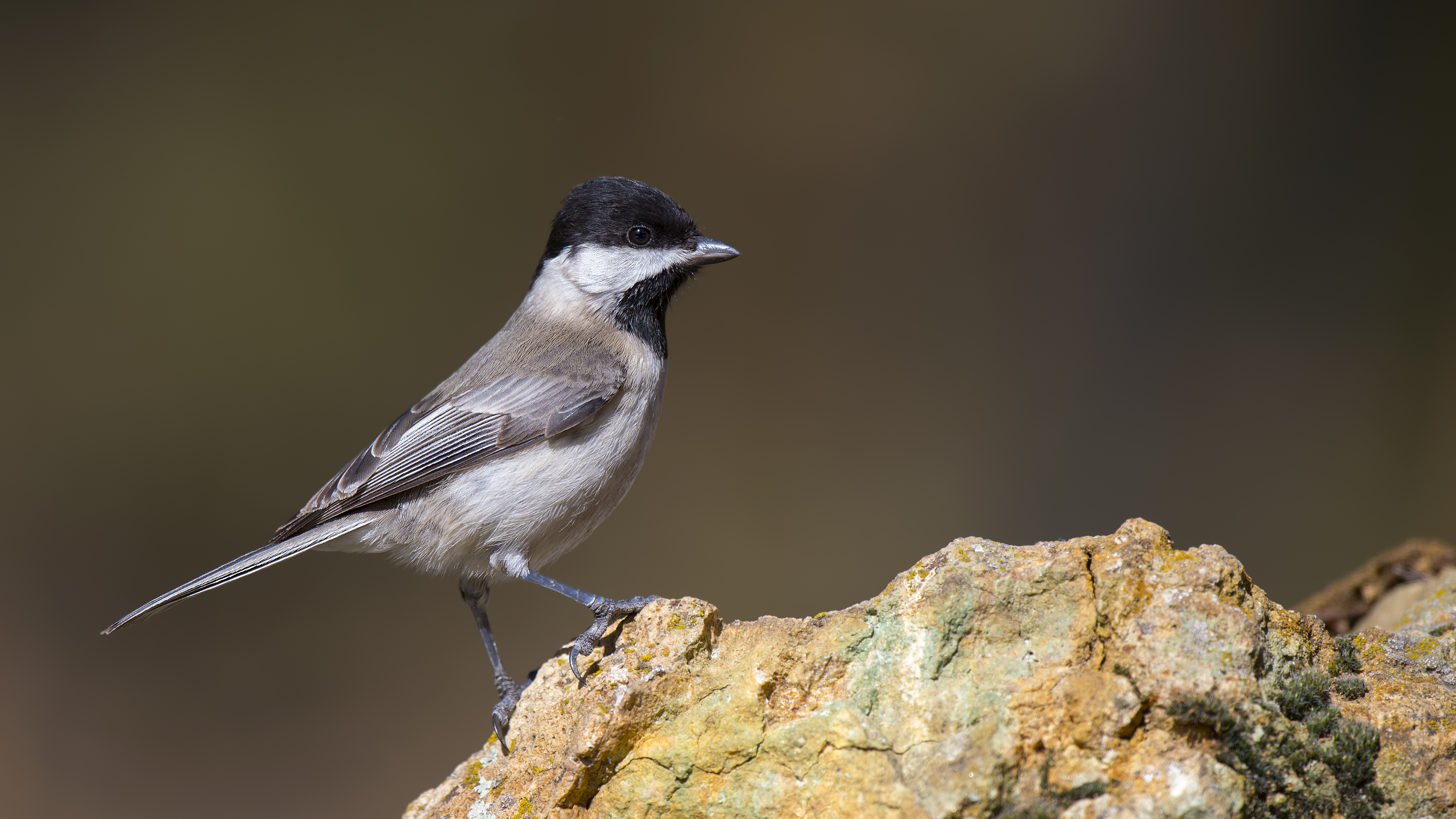 Akyanaklı baştankara