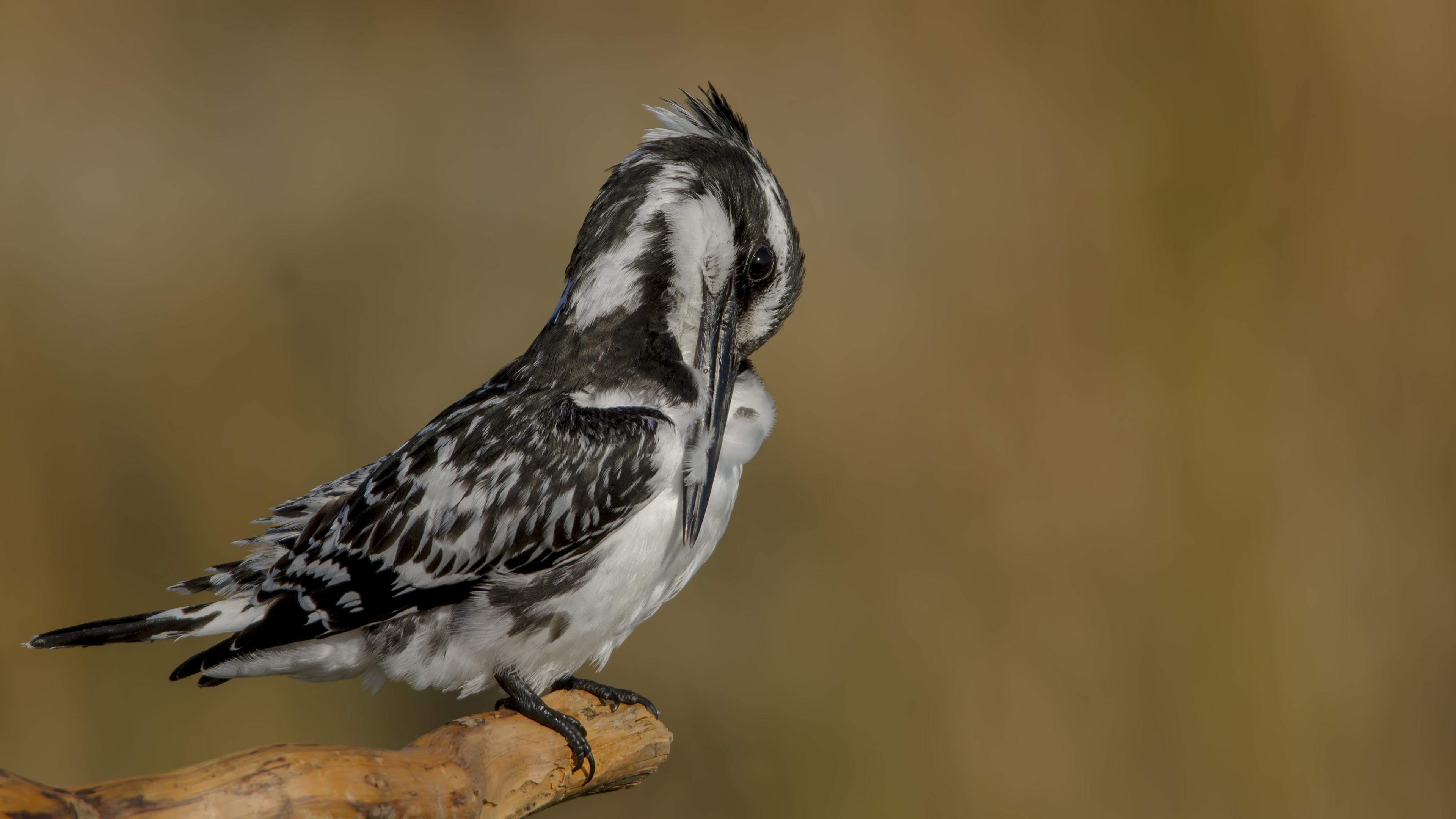 Alaca yalıçapkını