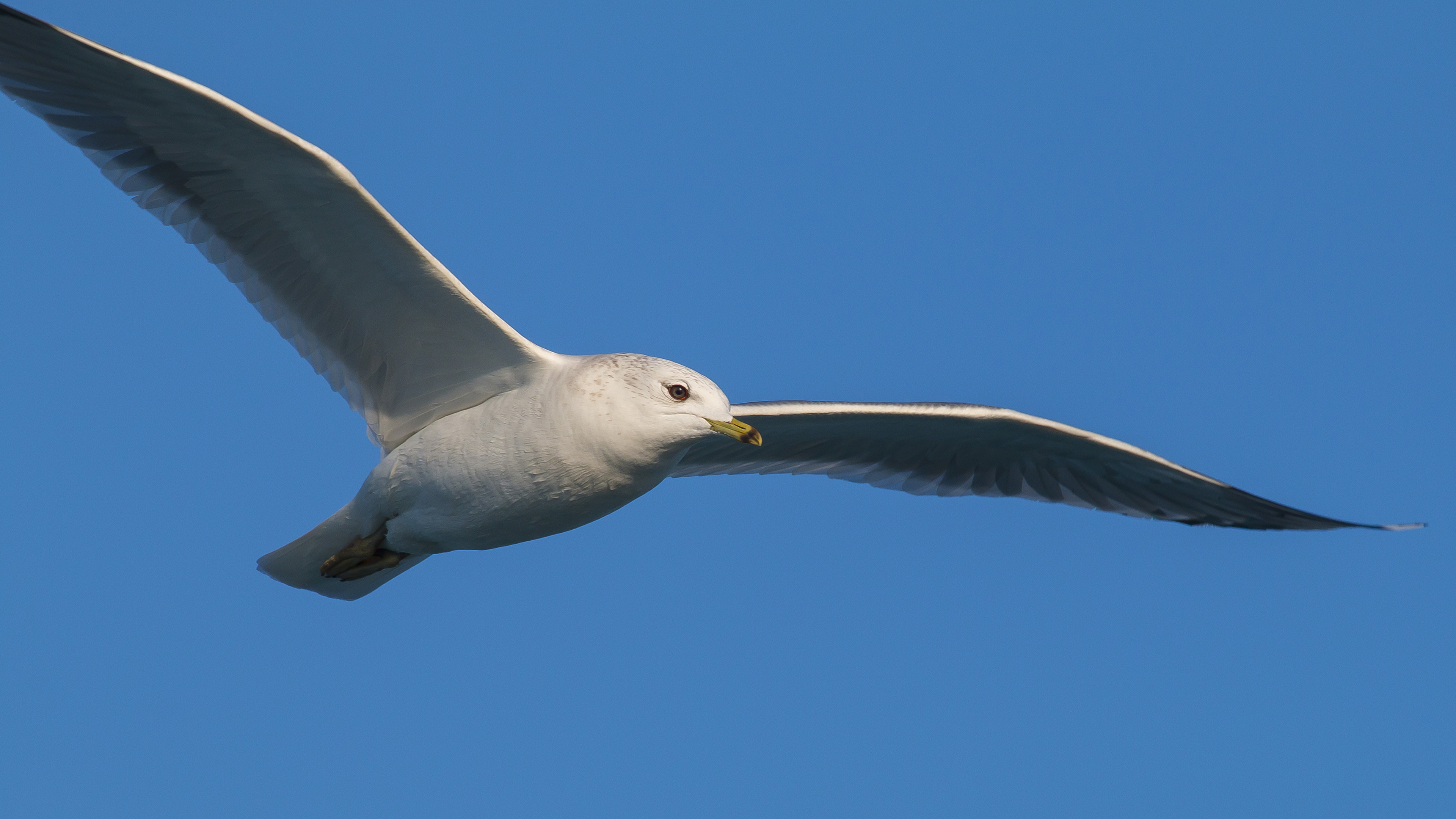 Küçük gümüş martı