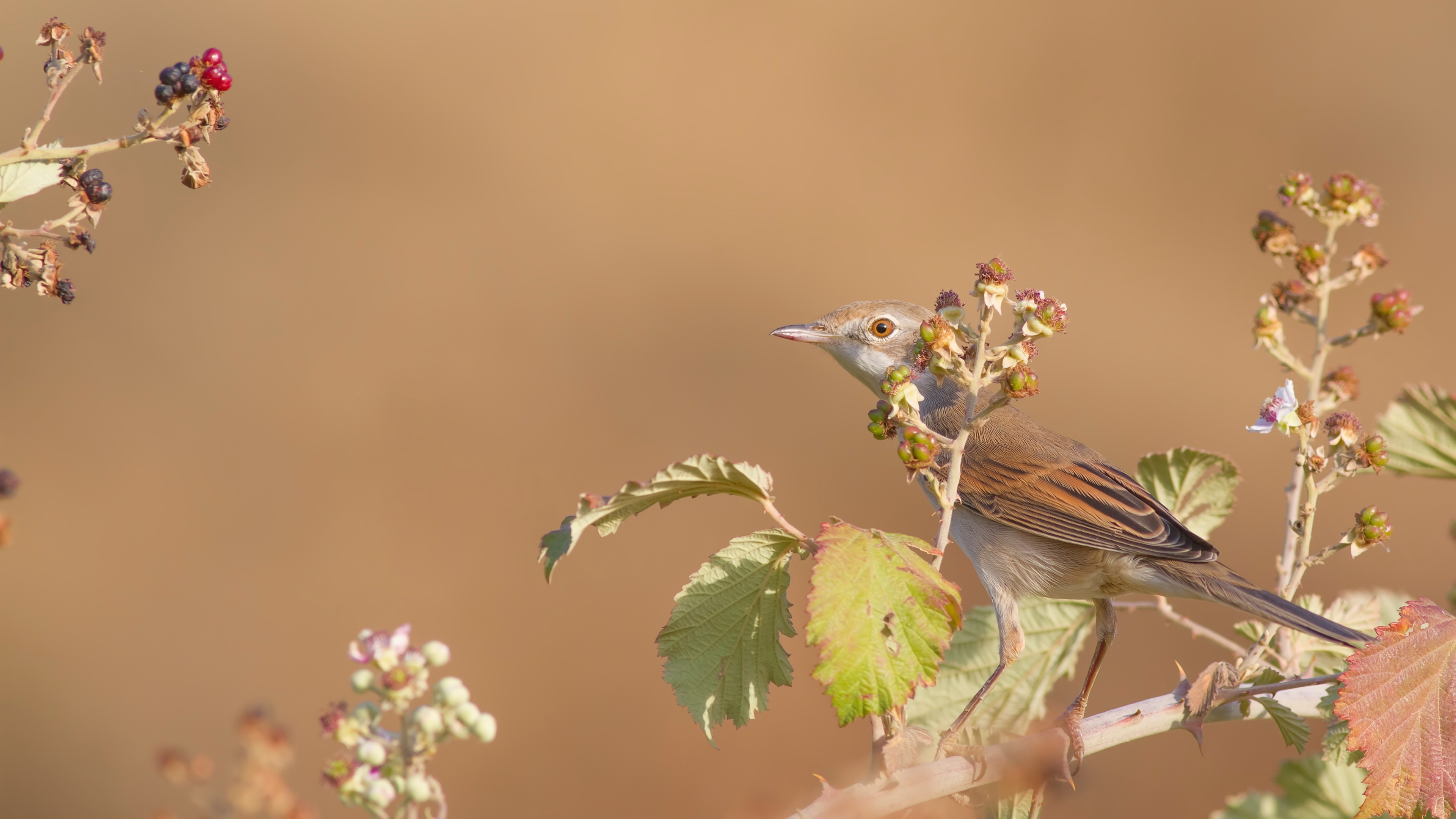 Akgerdanlı ötleğen