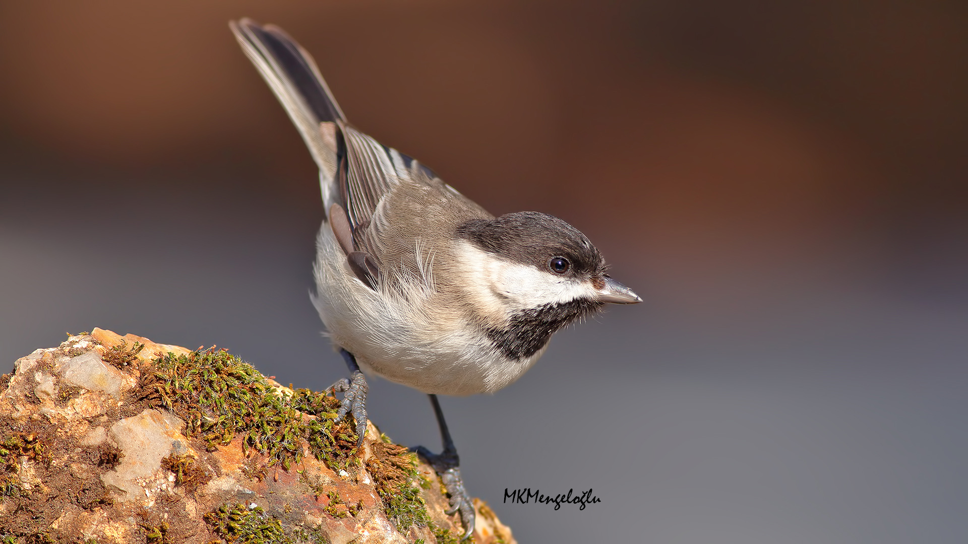 Akyanaklı baştankara