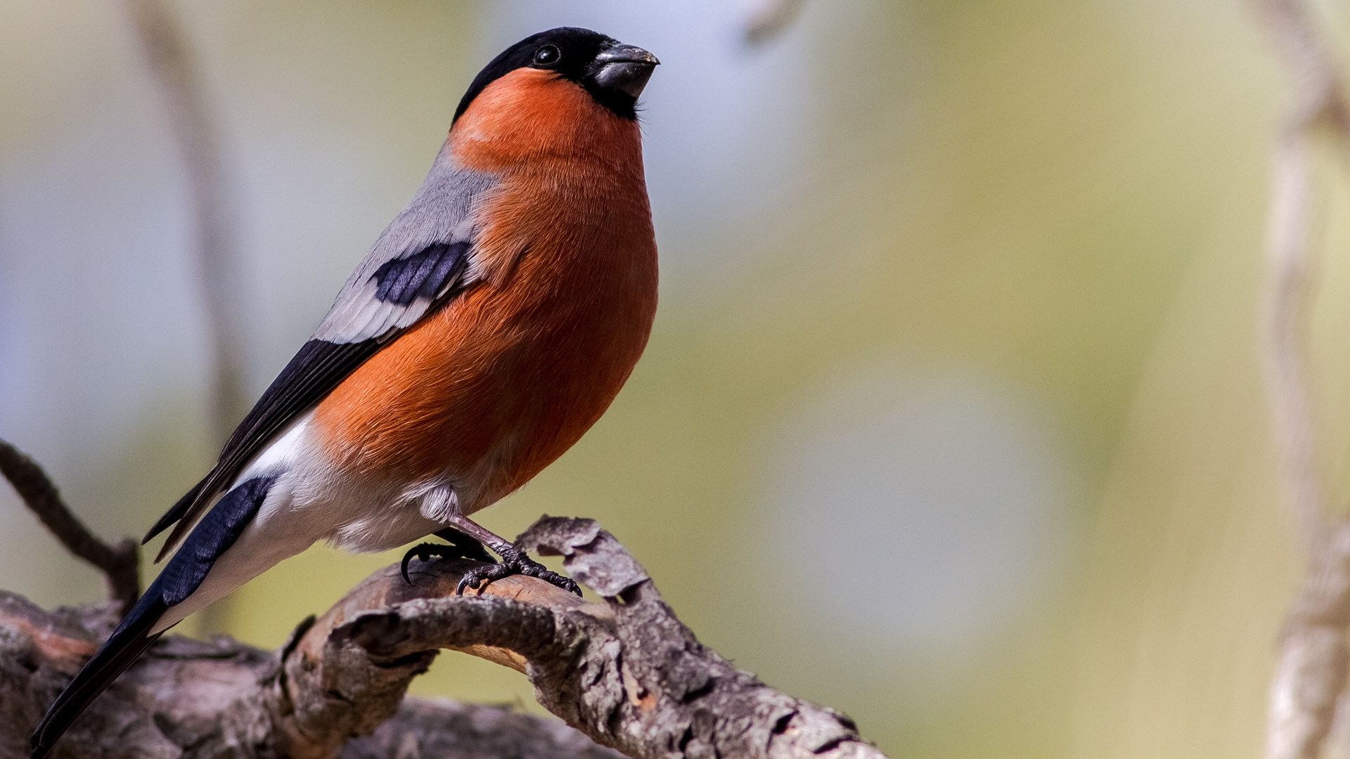 Şakrak » Eurasian Bullfinch » Pyrrhula pyrrhula