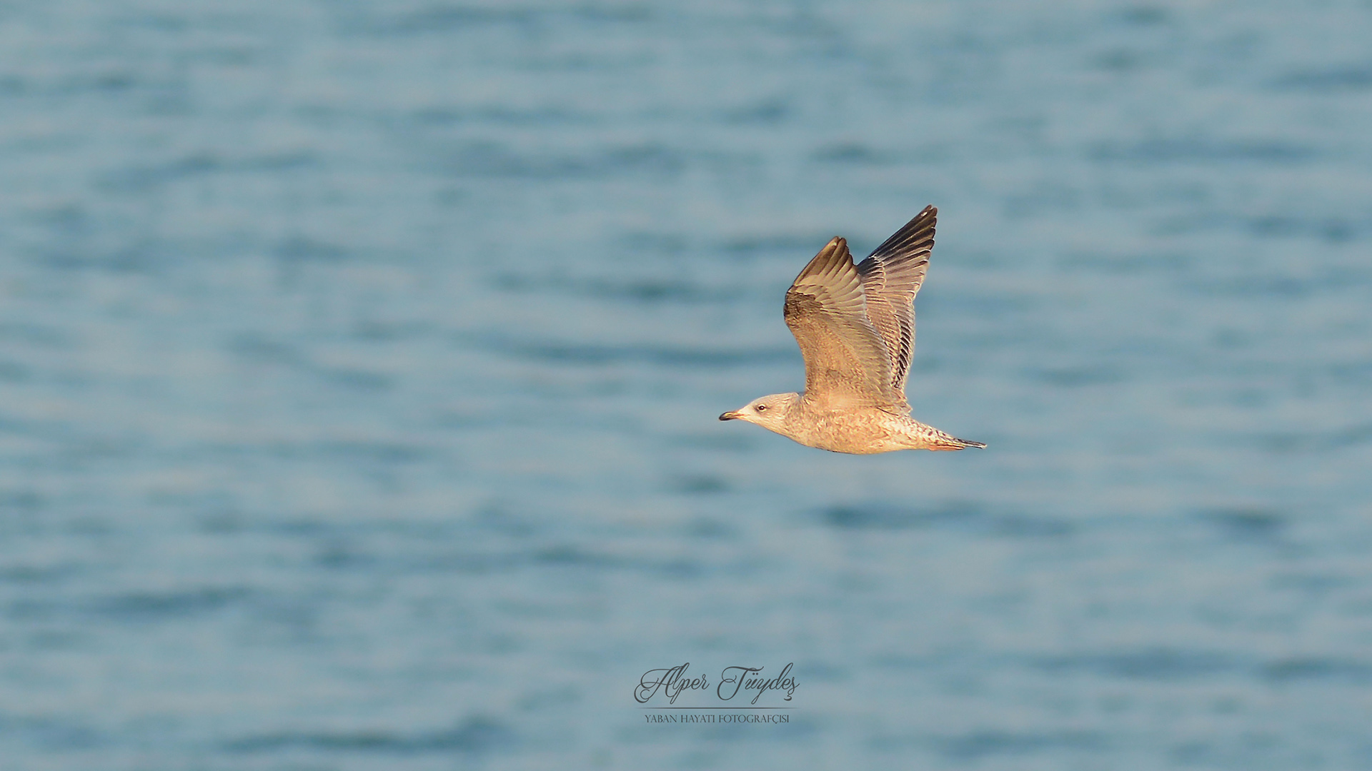 Kuzey gümüş martı