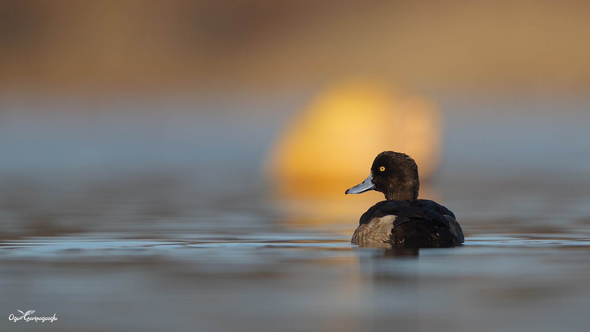 Tepeli patka » Tufted Duck » Aythya fuligula