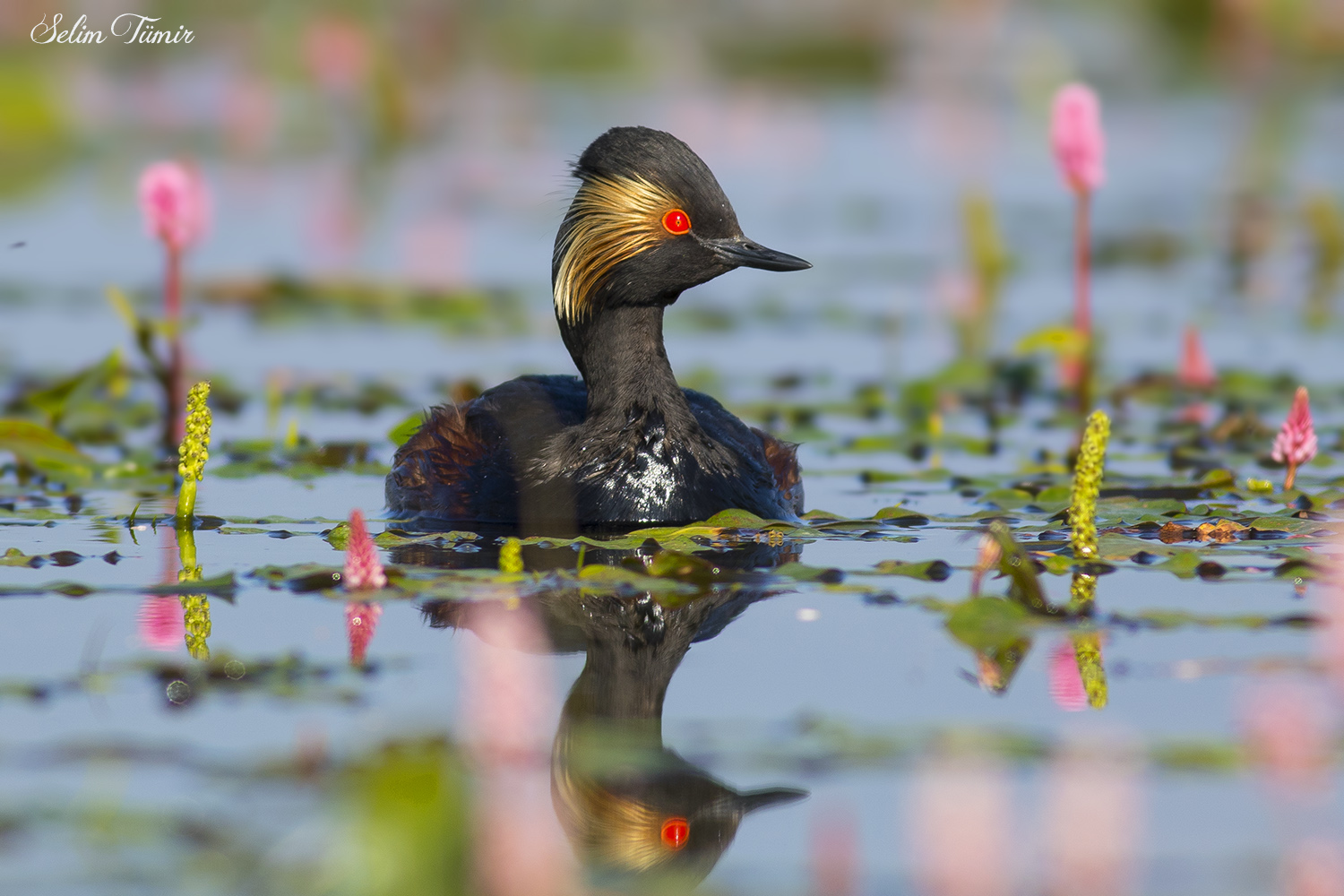 Karaboyunlu batağan