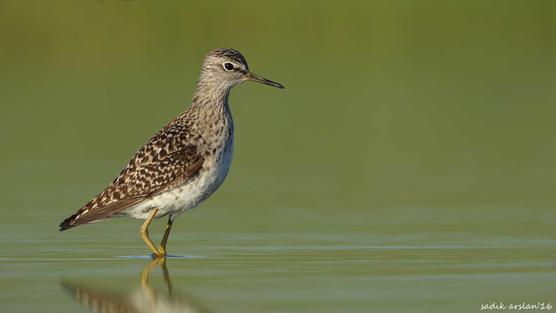 Orman düdükçünü