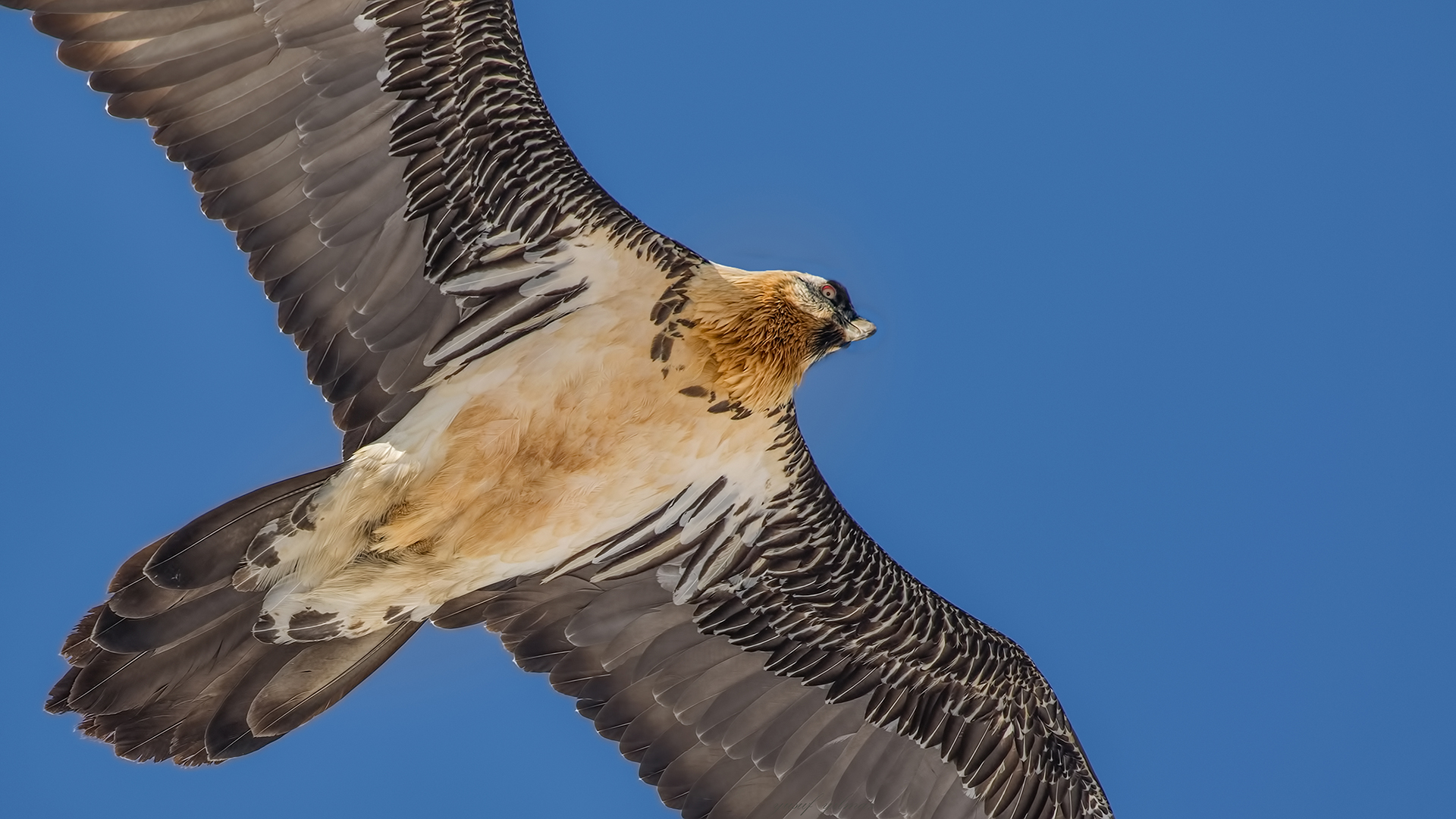 Sakallı akbaba » Bearded Vulture » Gypaetus barbatus