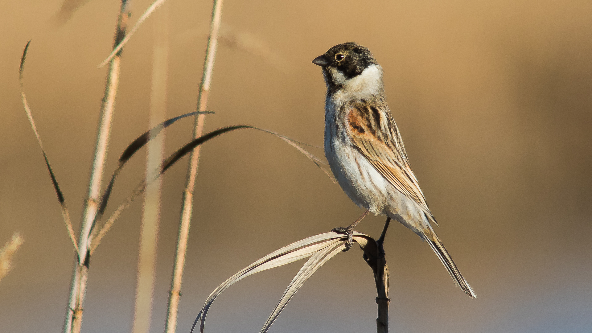 Bataklık Kirazkuşu