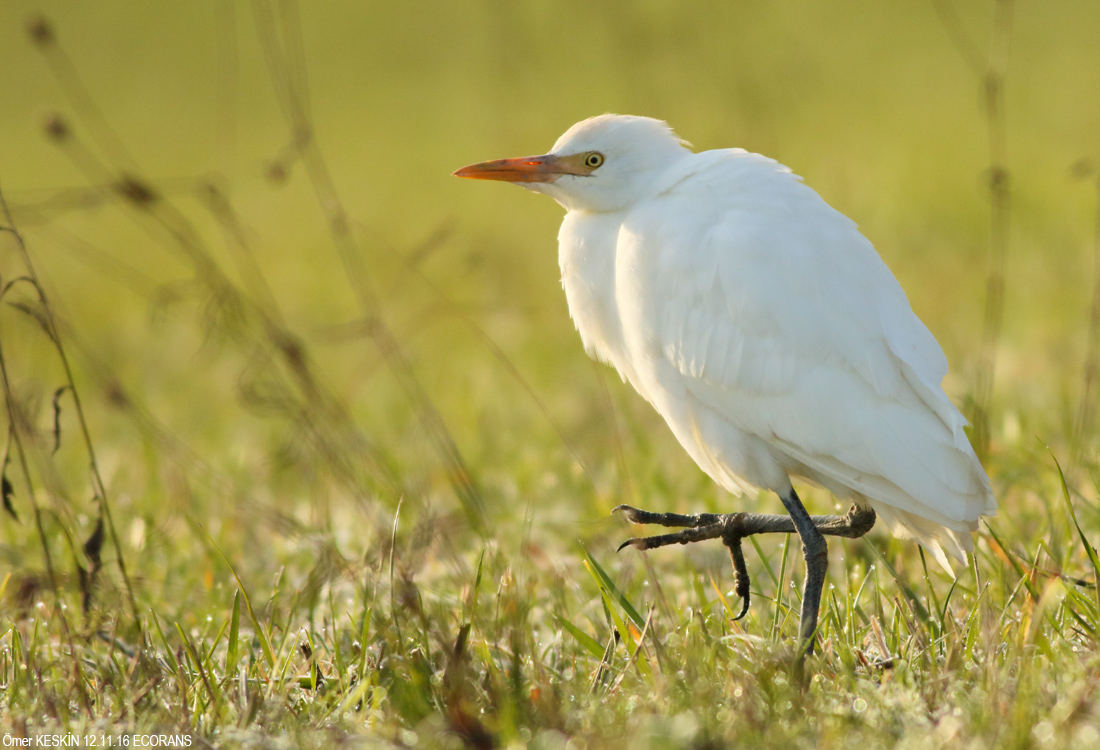 Sığır balıkçılı