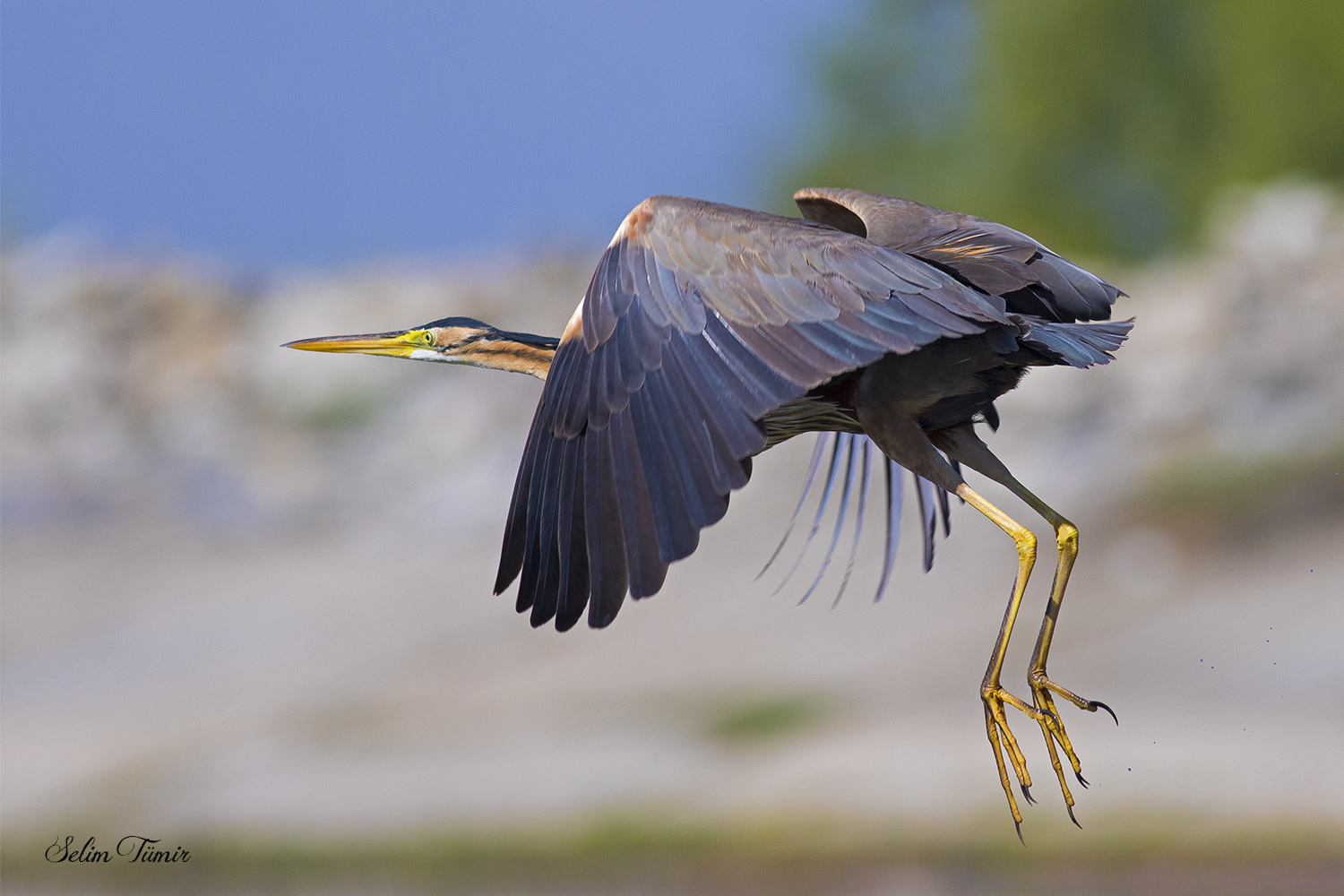 Erguvani balıkçıl