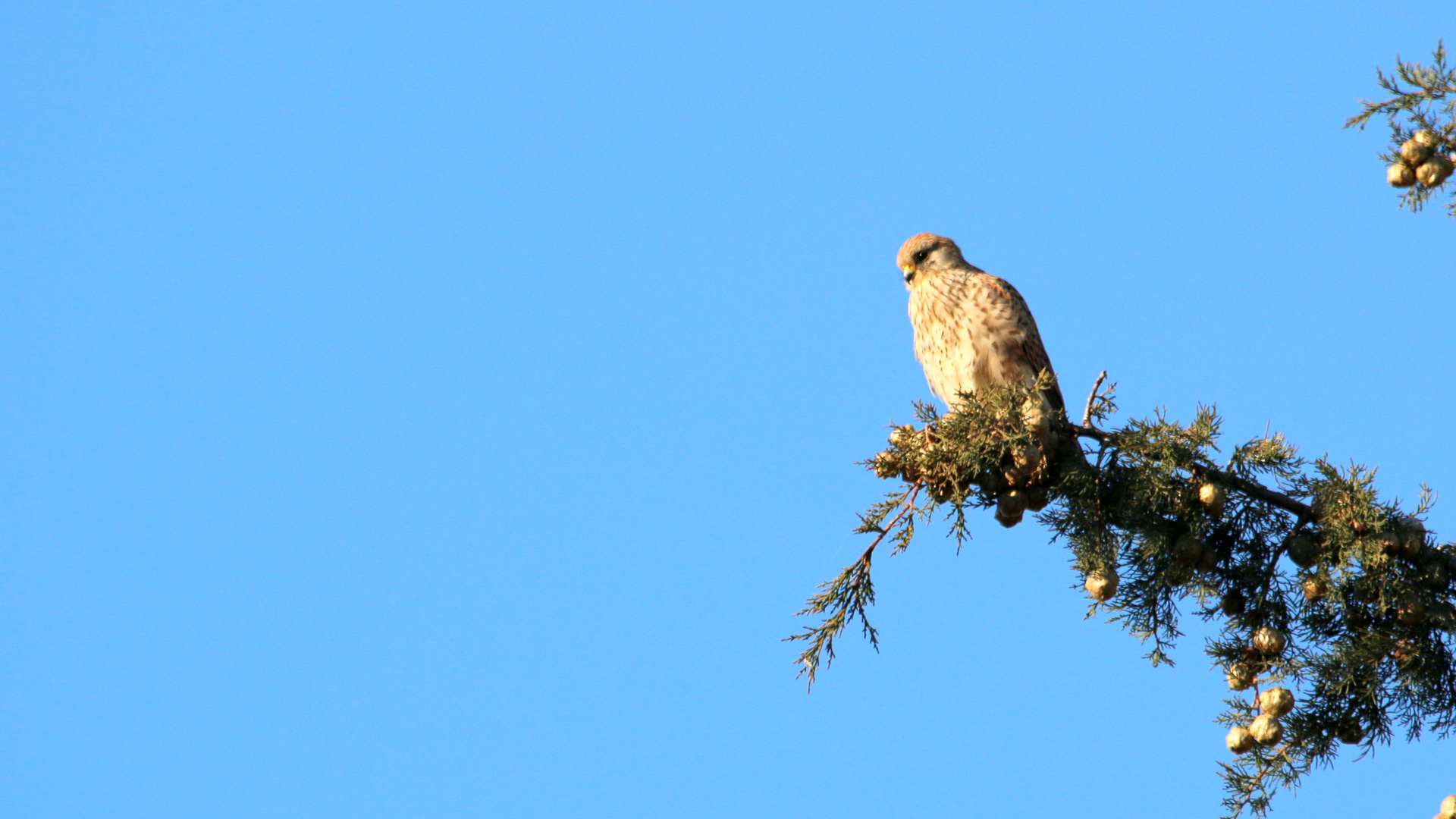 Kerkenez » Common Kestrel » Falco tinnunculus