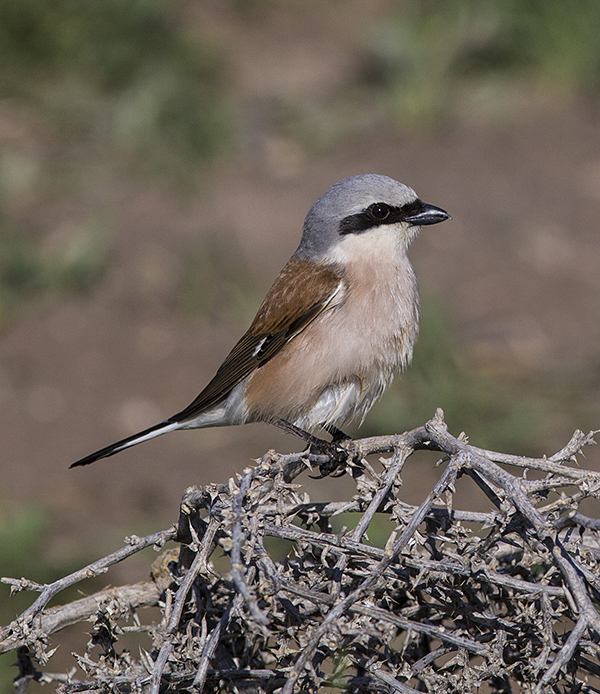 Kızılsırtlı örümcekkuşu