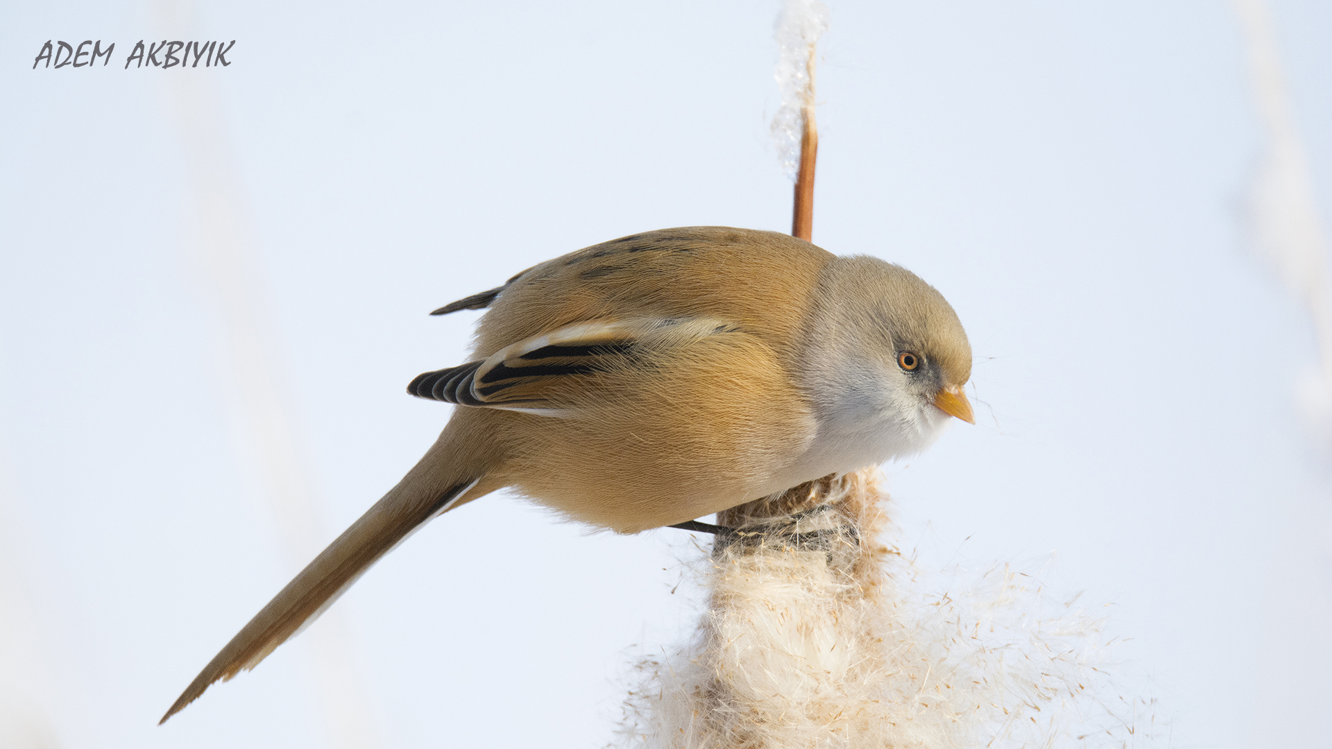 Bıyıklı baştankara