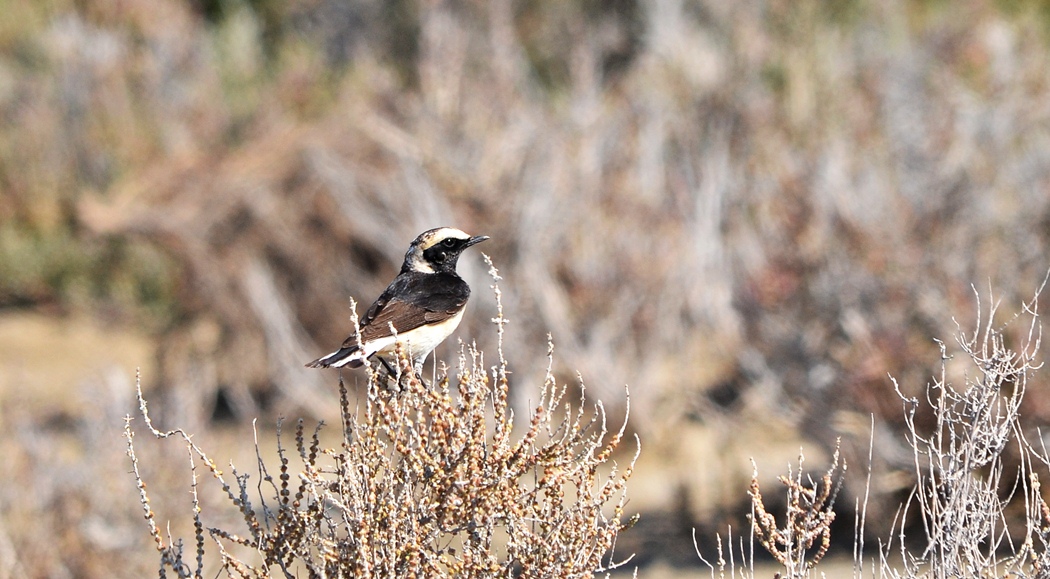 Kıbrıs kuyrukkakanı