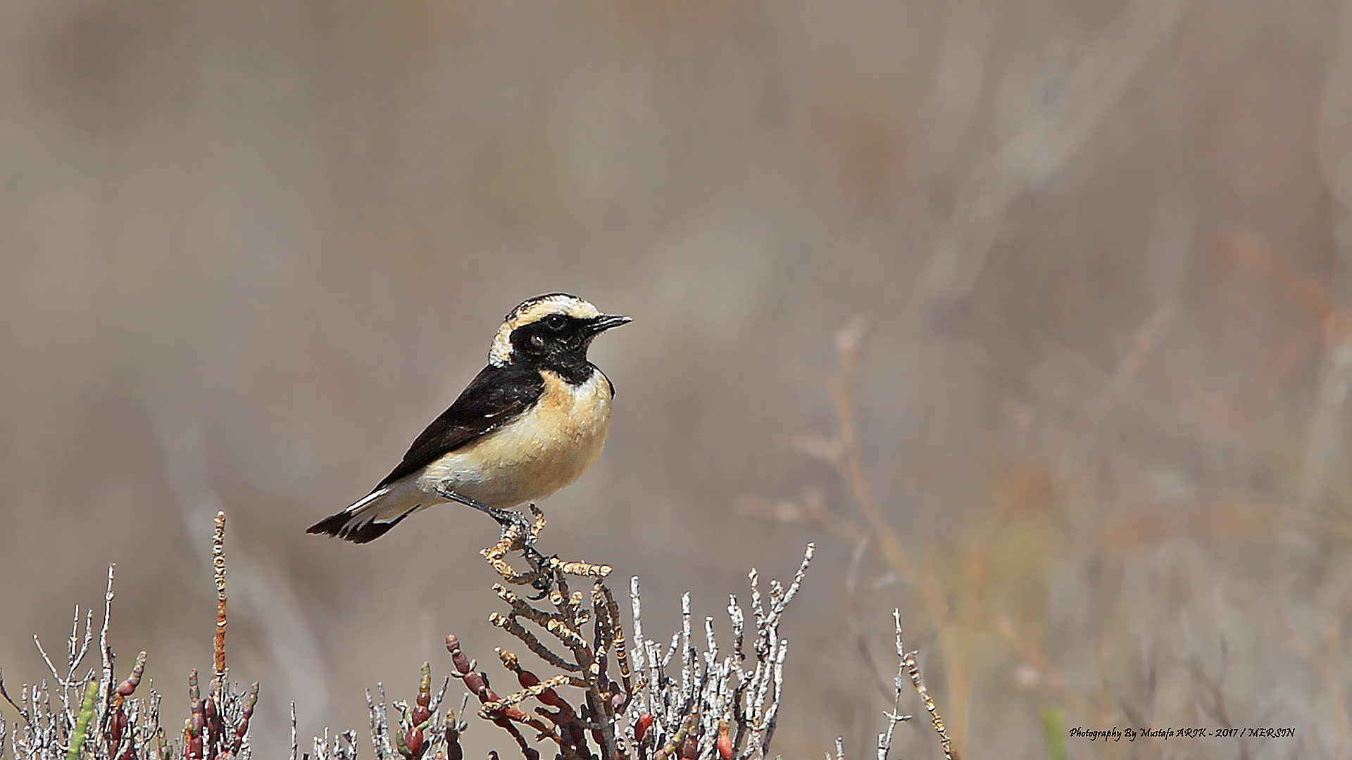 Kıbrıs kuyrukkakanı