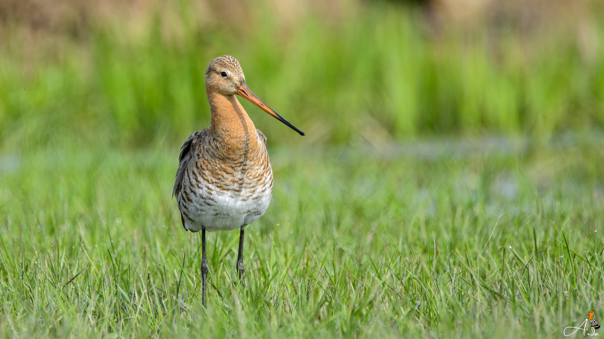Çamurçulluğu » Black-tailed Godwit » Limosa limosa