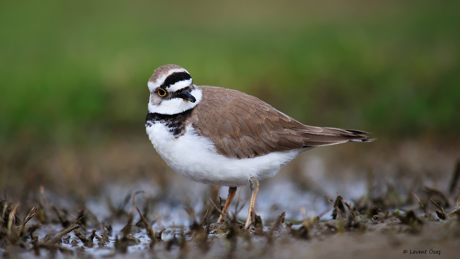Halkalı küçük cılıbıt