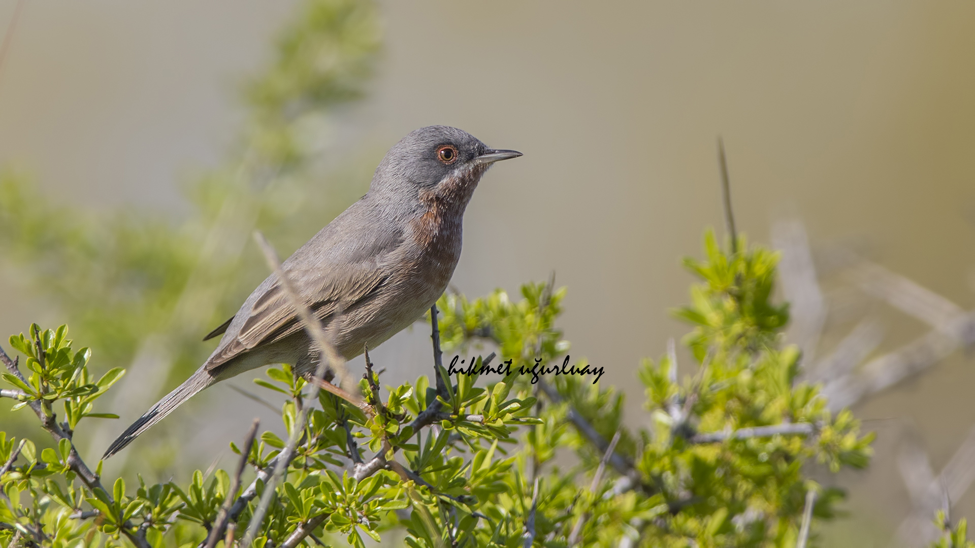Bıyıklı ötleğen