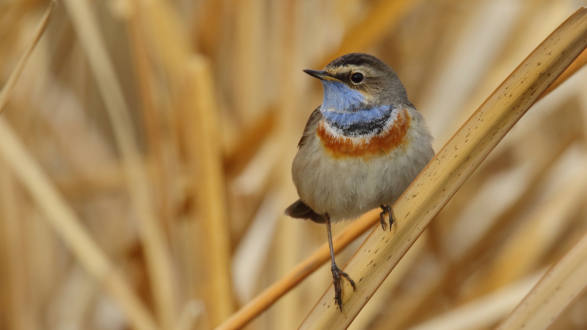 Mavigerdan » Bluethroat » Luscinia svecica