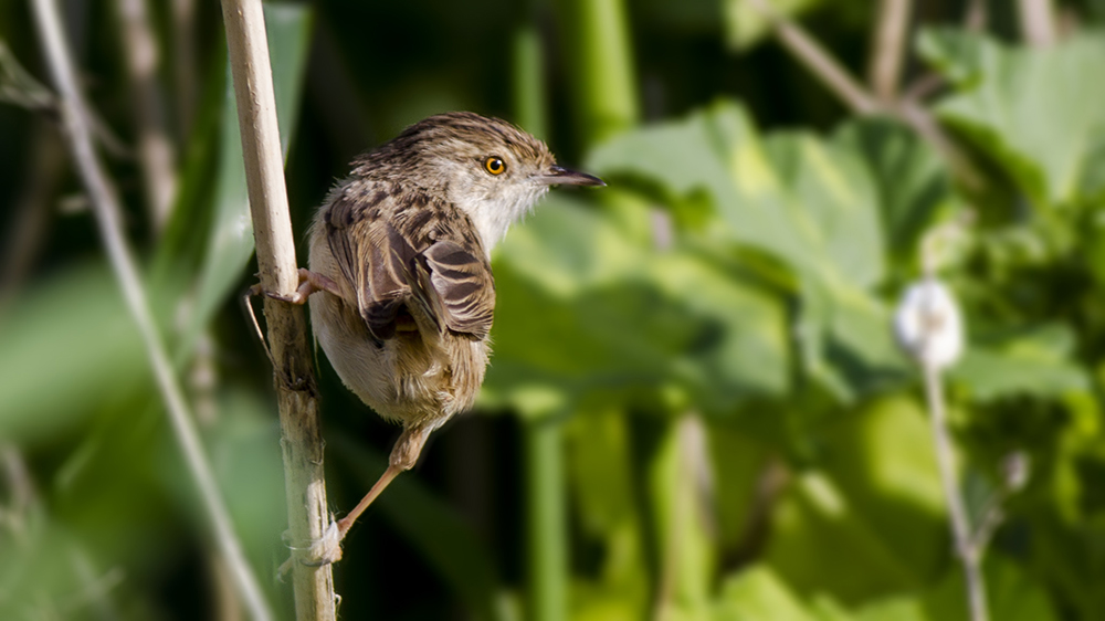 Dikkuyruklu ötleğen